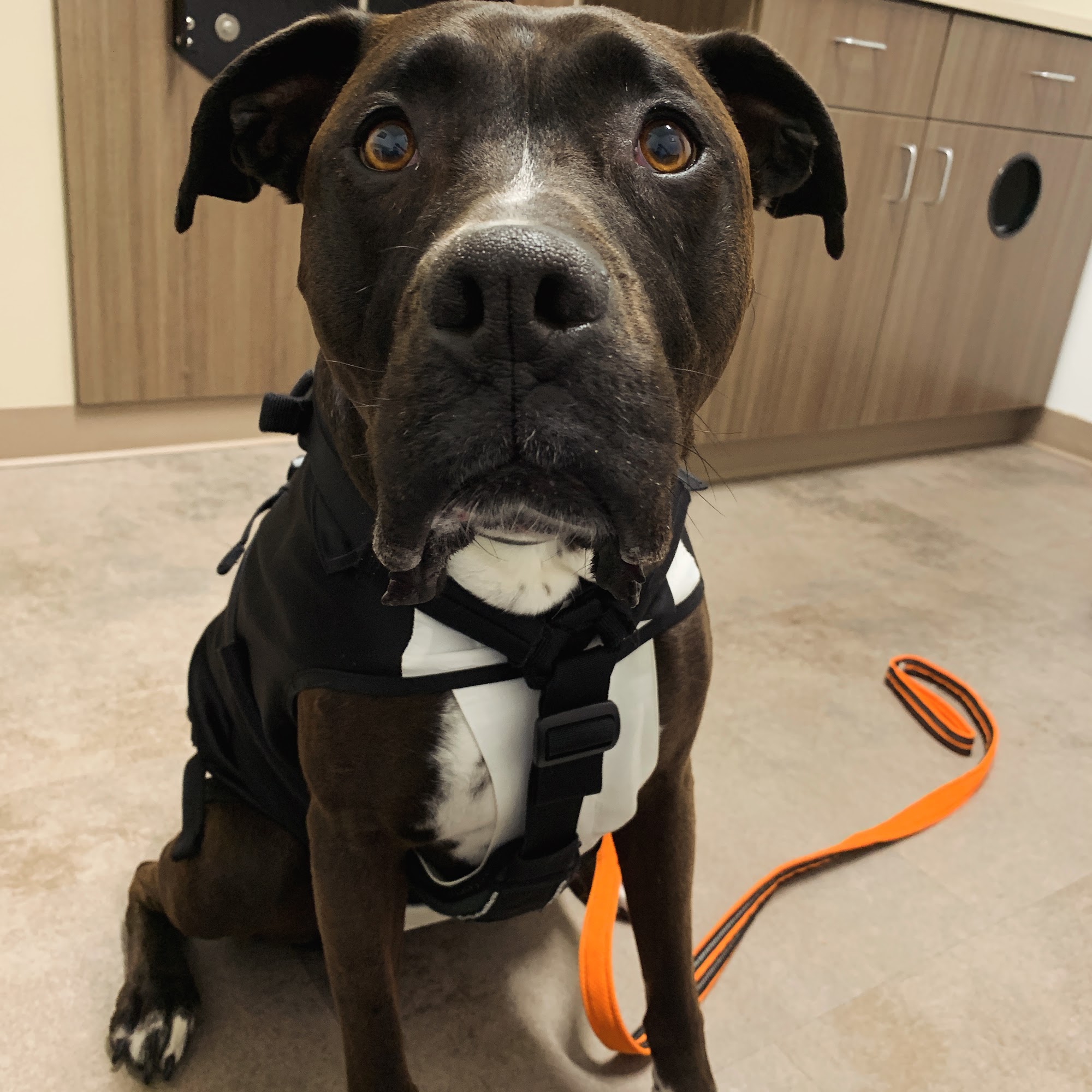 Port Orchard Animal Clinic, Dr. Liz Oien DVM Port Orchard