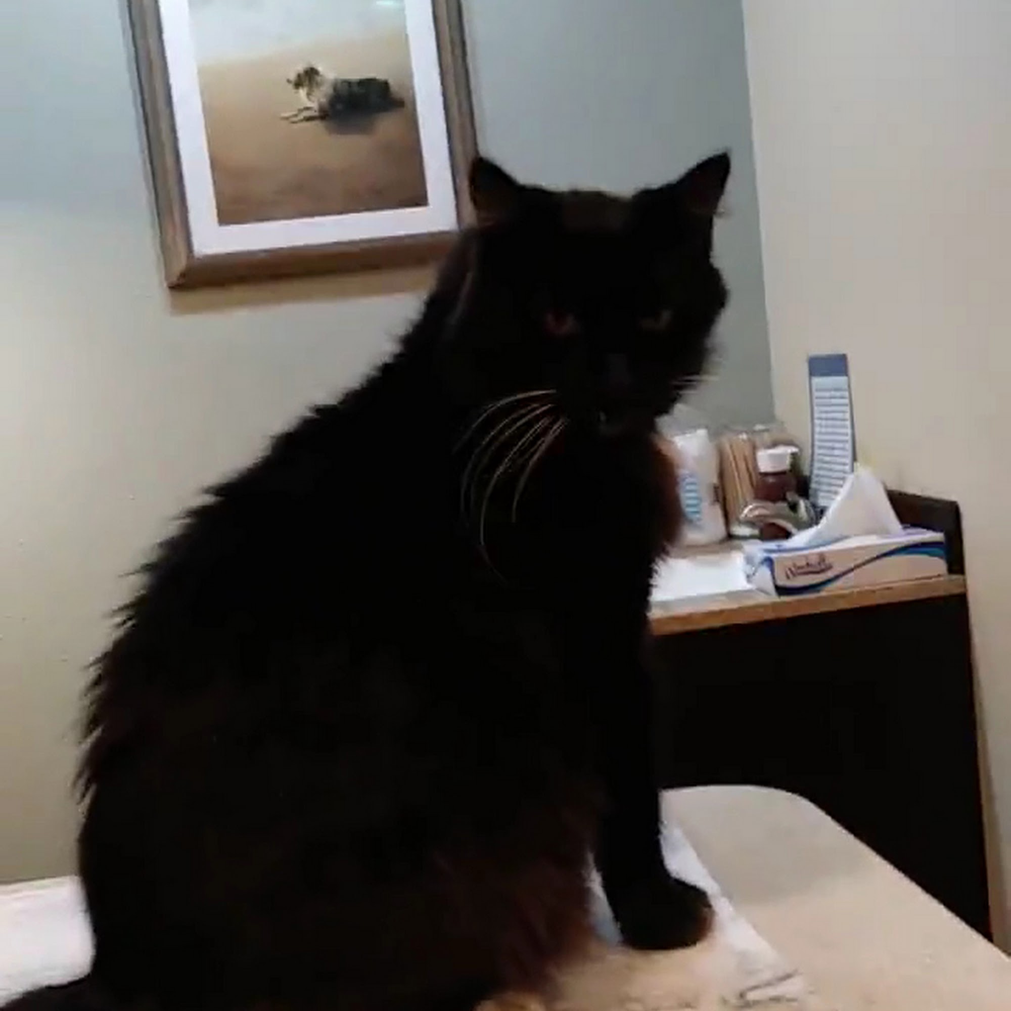 Woodside Animal Hospital Port Orchard