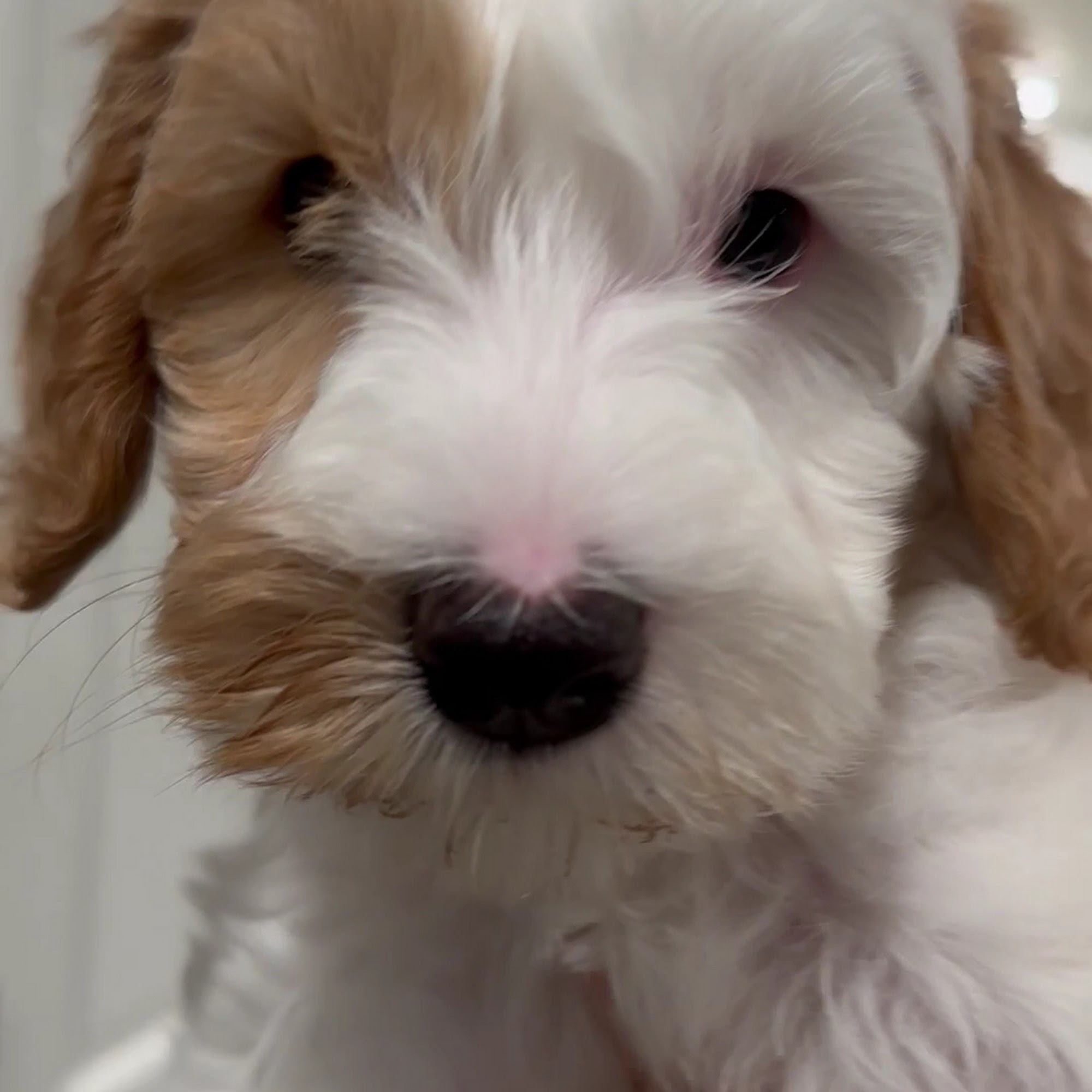 Snooze and Sniff Australian Labradoodles Breeder Port Orchard