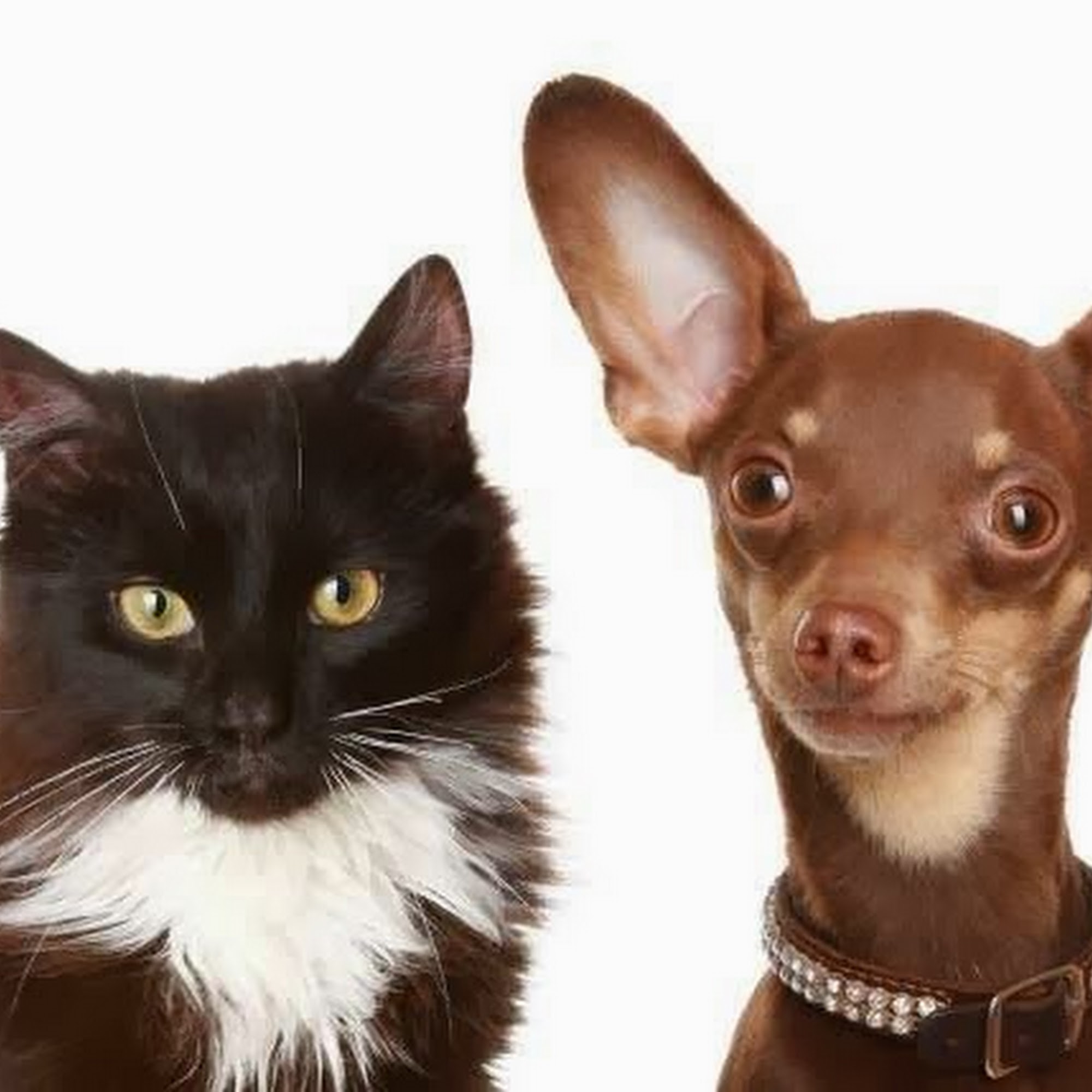 Veterinary Centers: Sherwood H J DVM Port Townsend