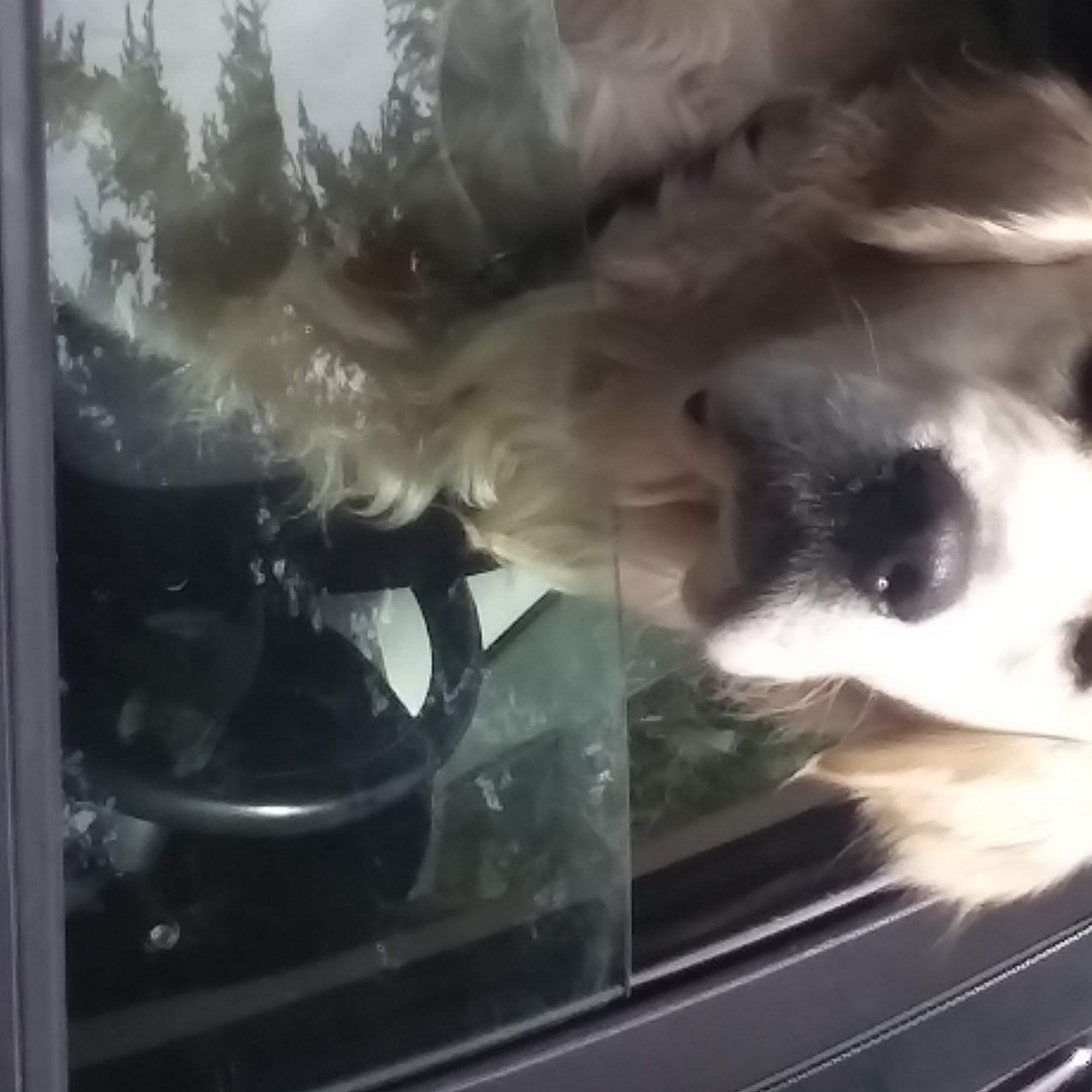 Dog Townsend Port Townsend