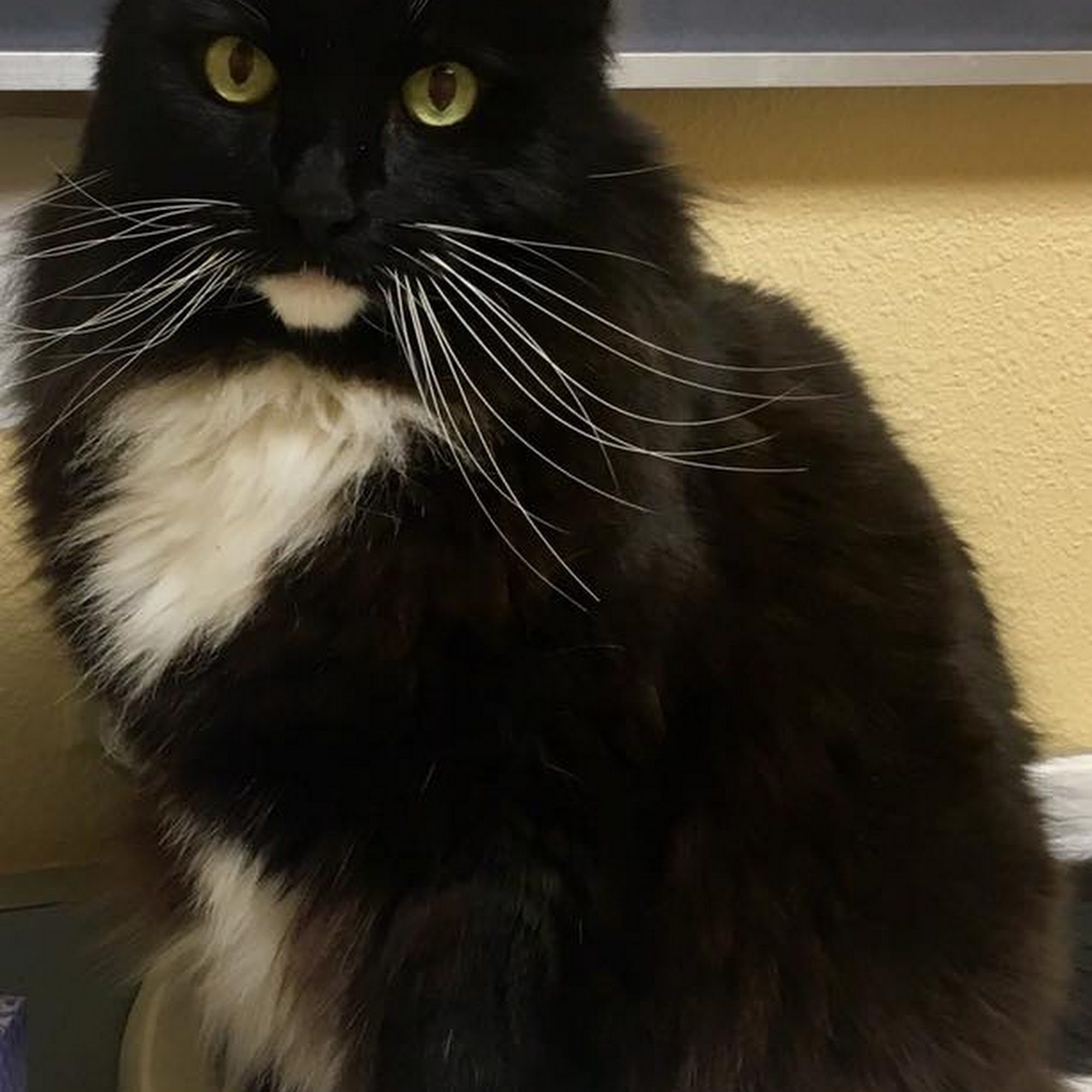 Companion Animal Wellness Center Poulsbo