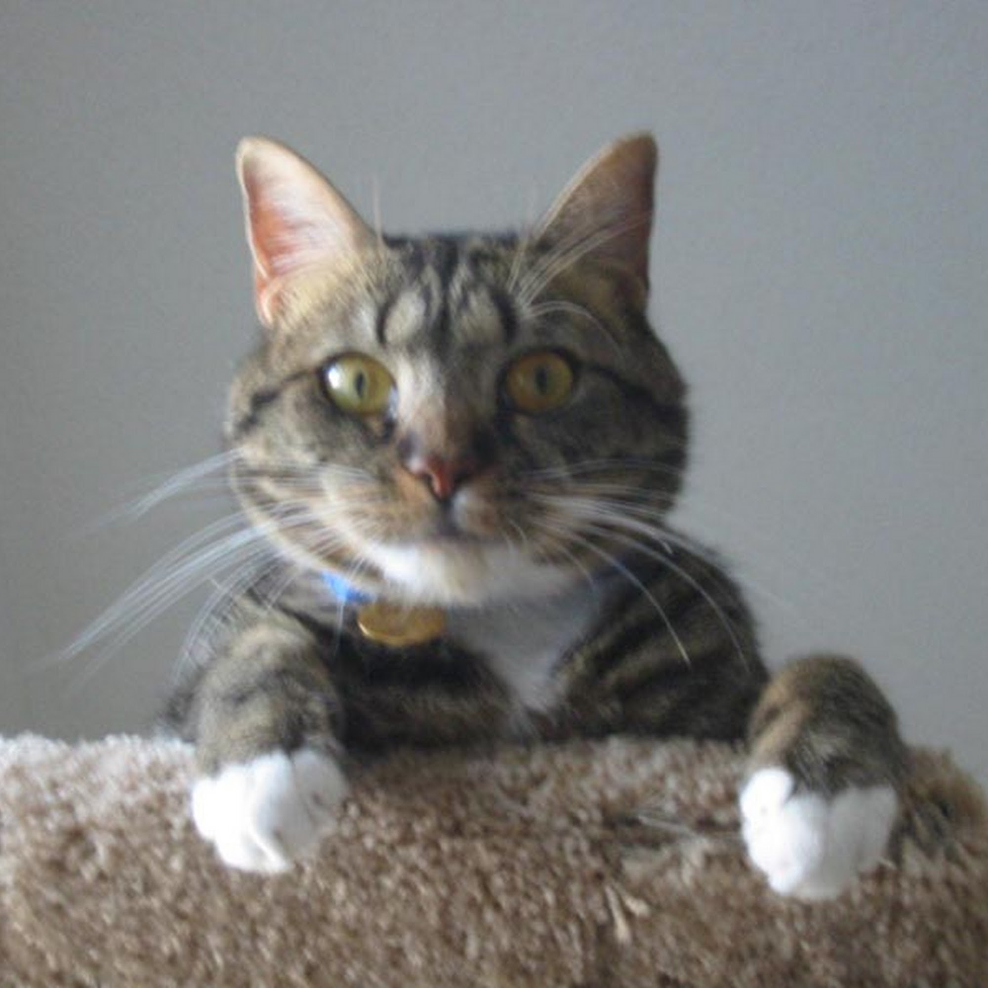 Animal Emergency & Specialty Center Poulsbo