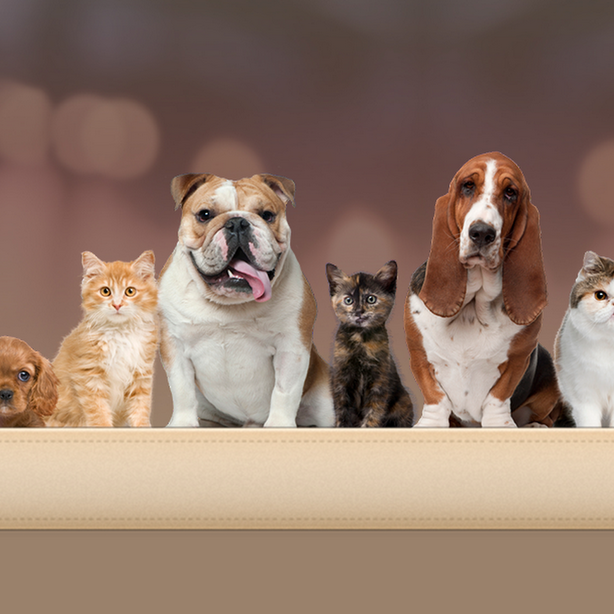 Clifton Hollow Animal Hospital Poulsbo