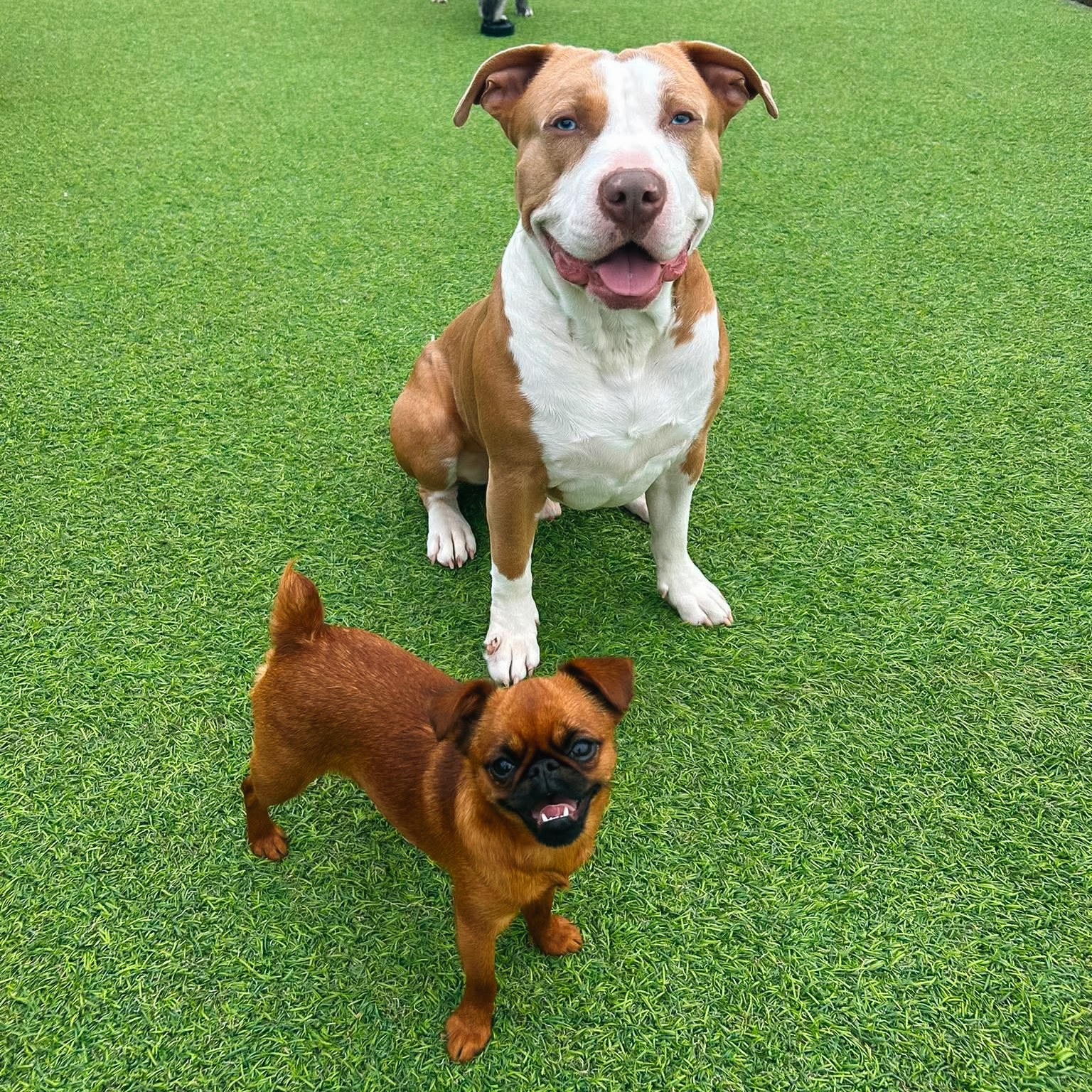 Big Valley Pet Resort Poulsbo
