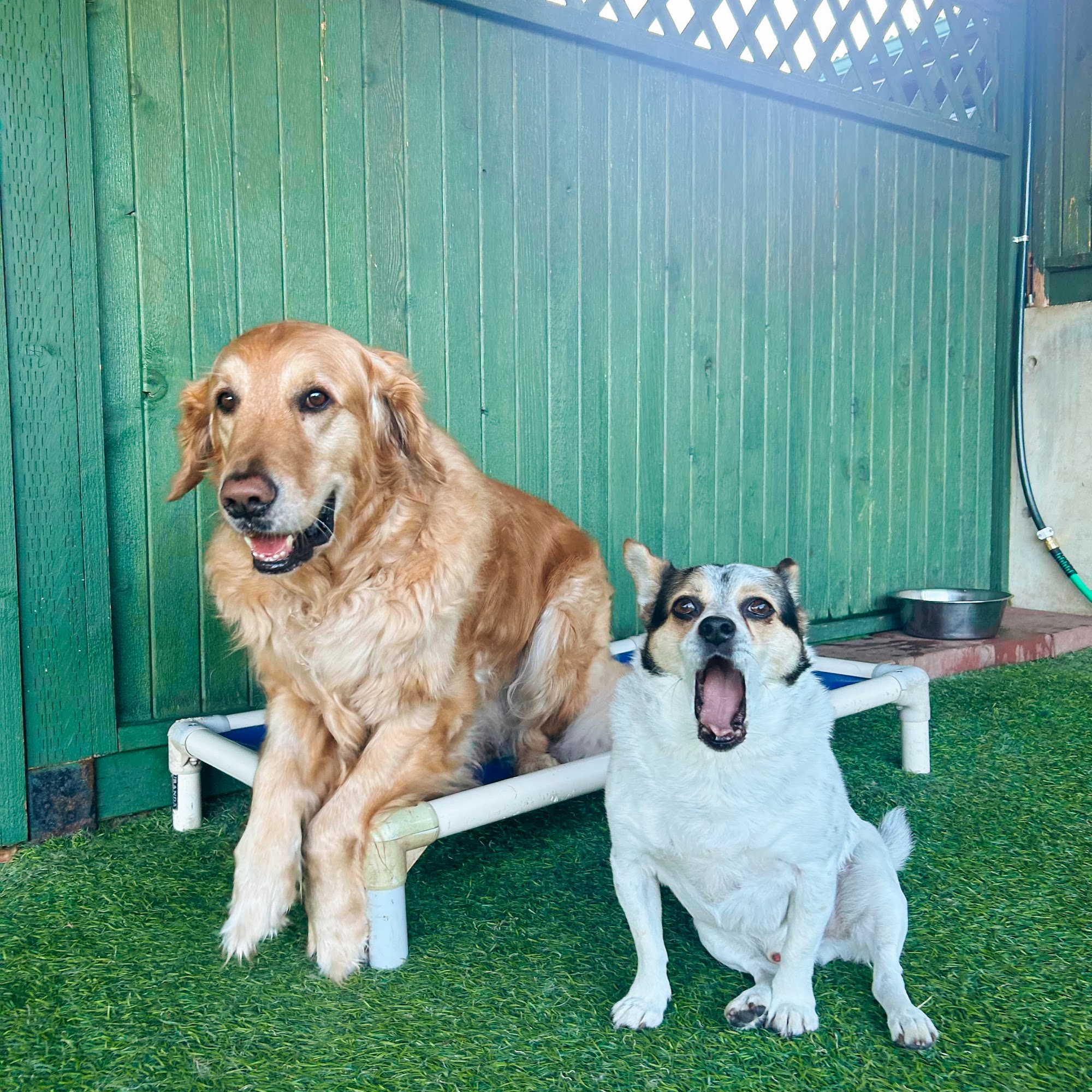 Big Valley Pet Resort Poulsbo