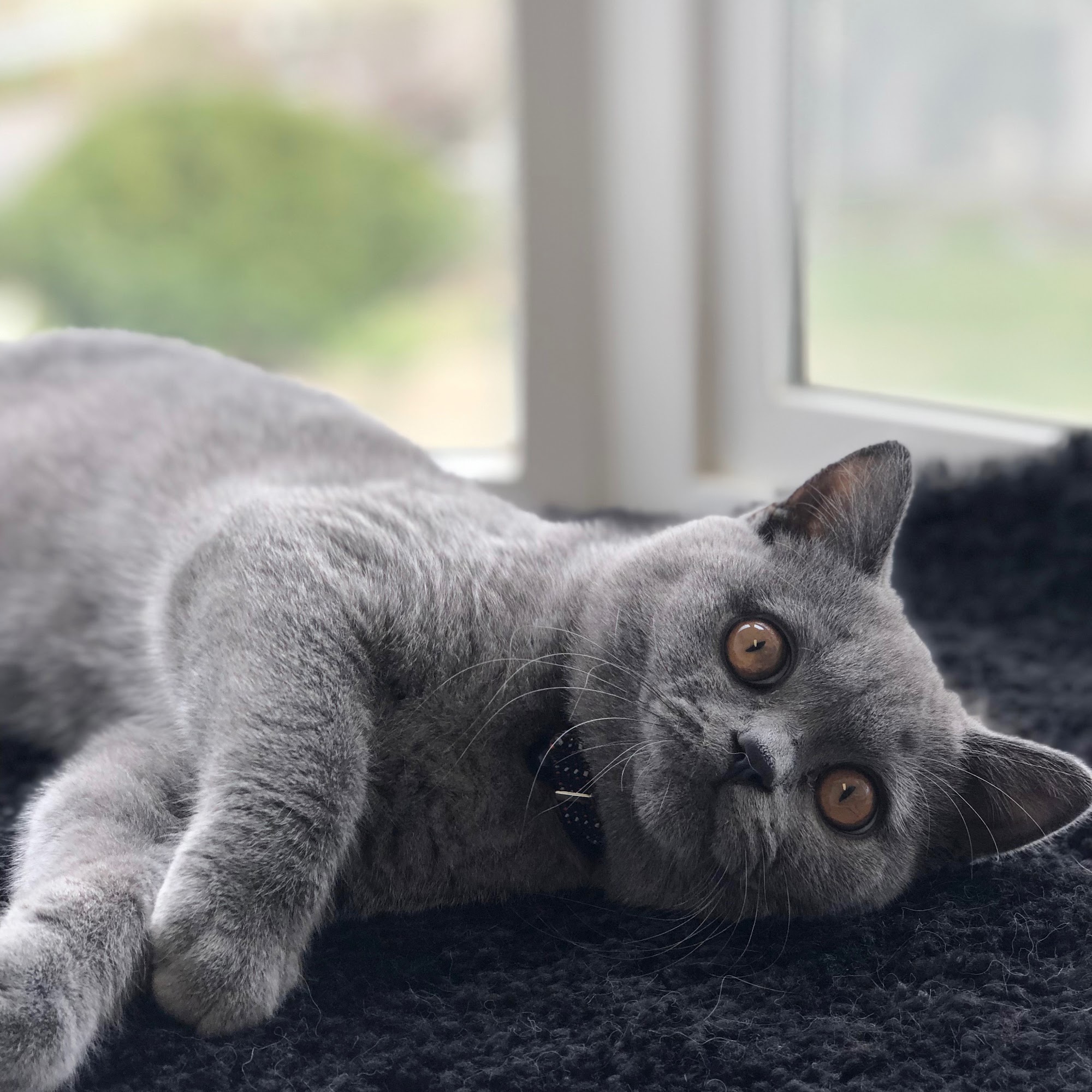 Alpine Animal Hospital Pullman