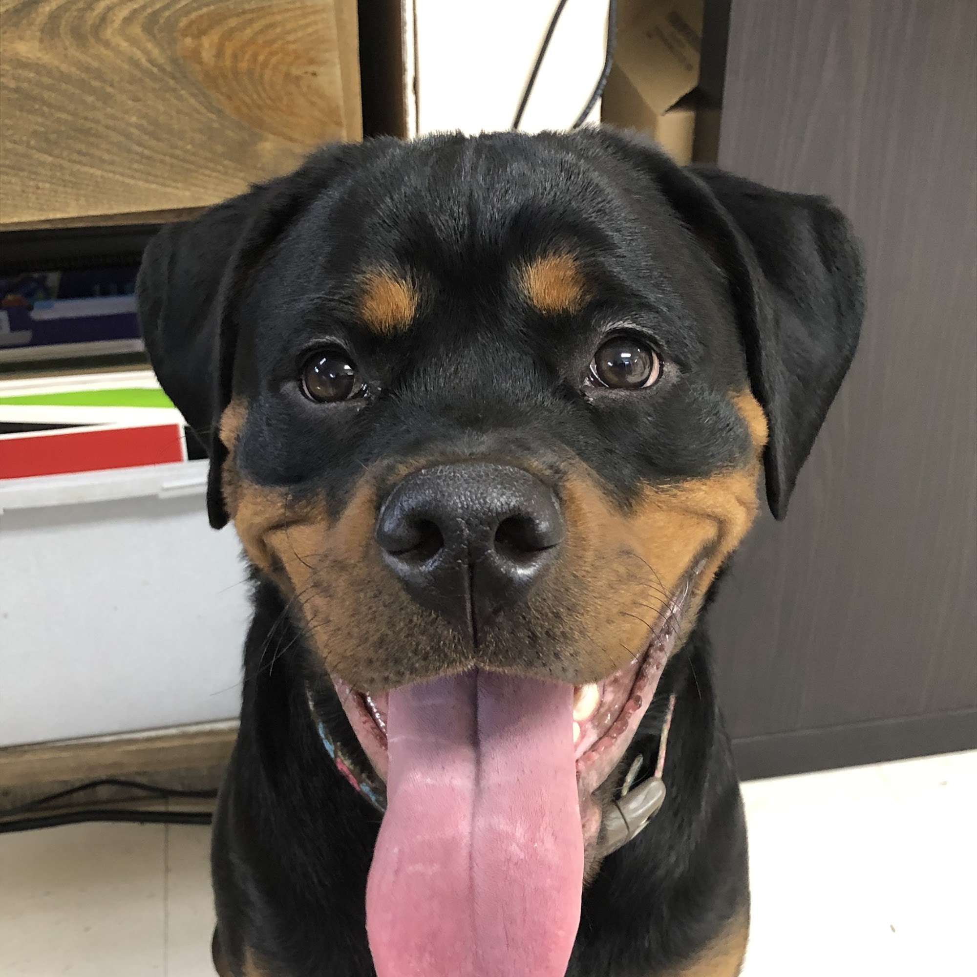 Evergreen Veterinary Clinic Pullman