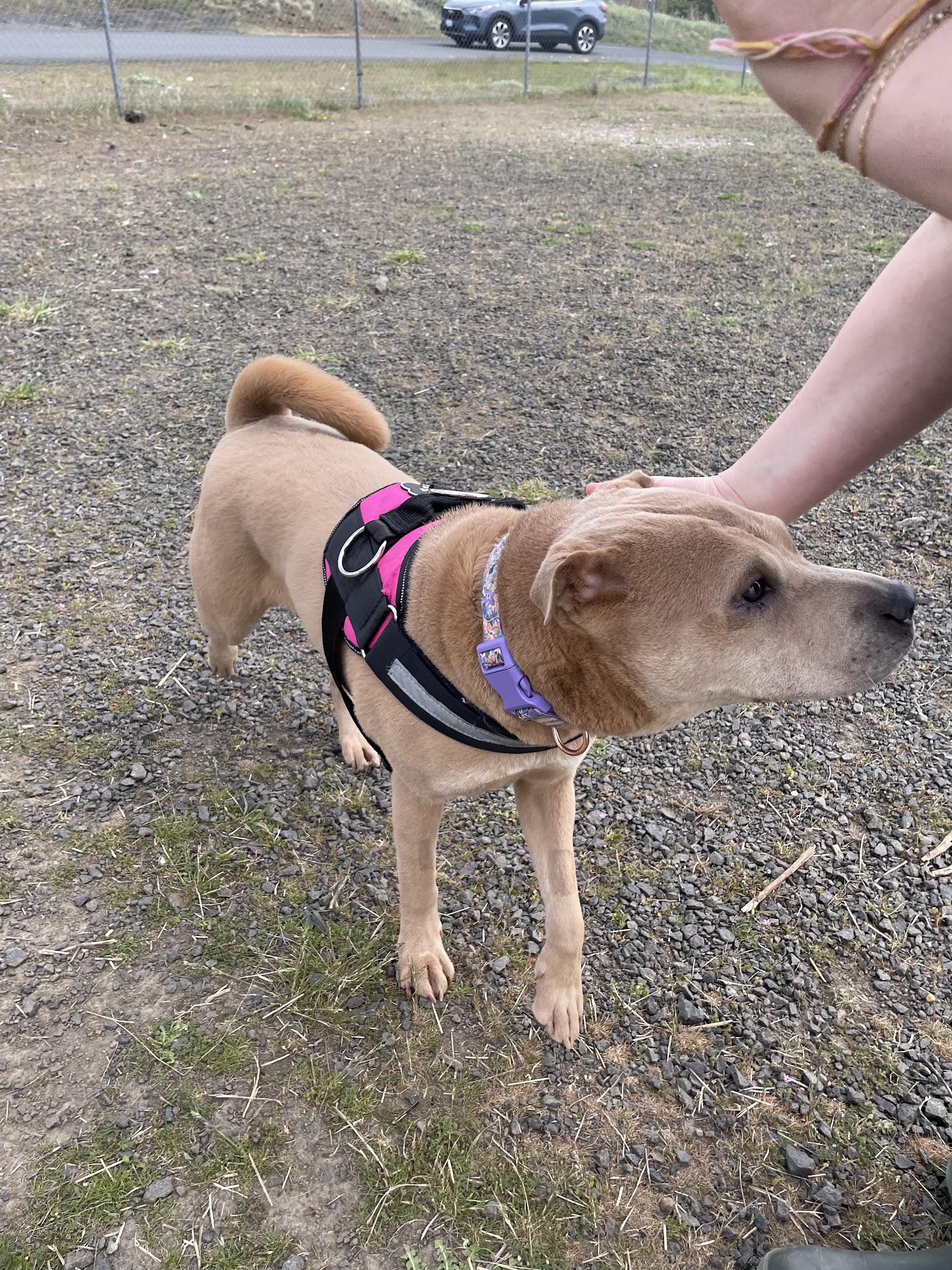 Whitman County Humane Society Pullman