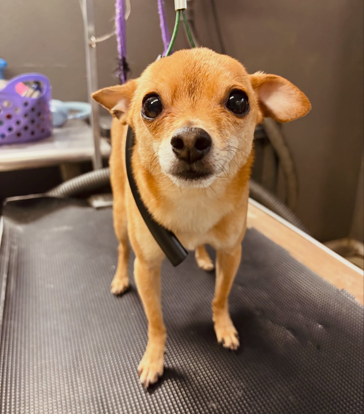 Zelda's Pet Grooming Pullman