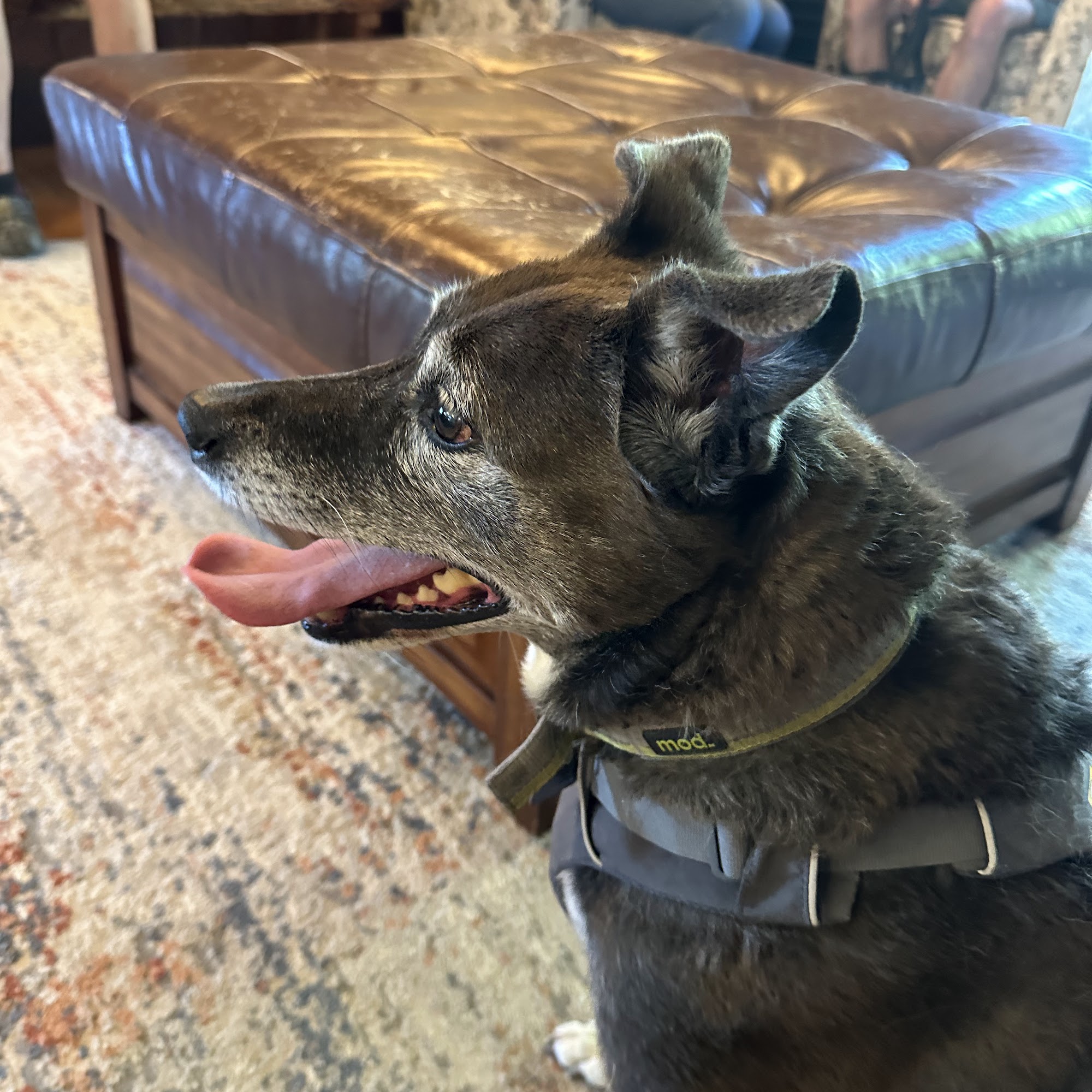 Farris Veterinary Clinic Puyallup