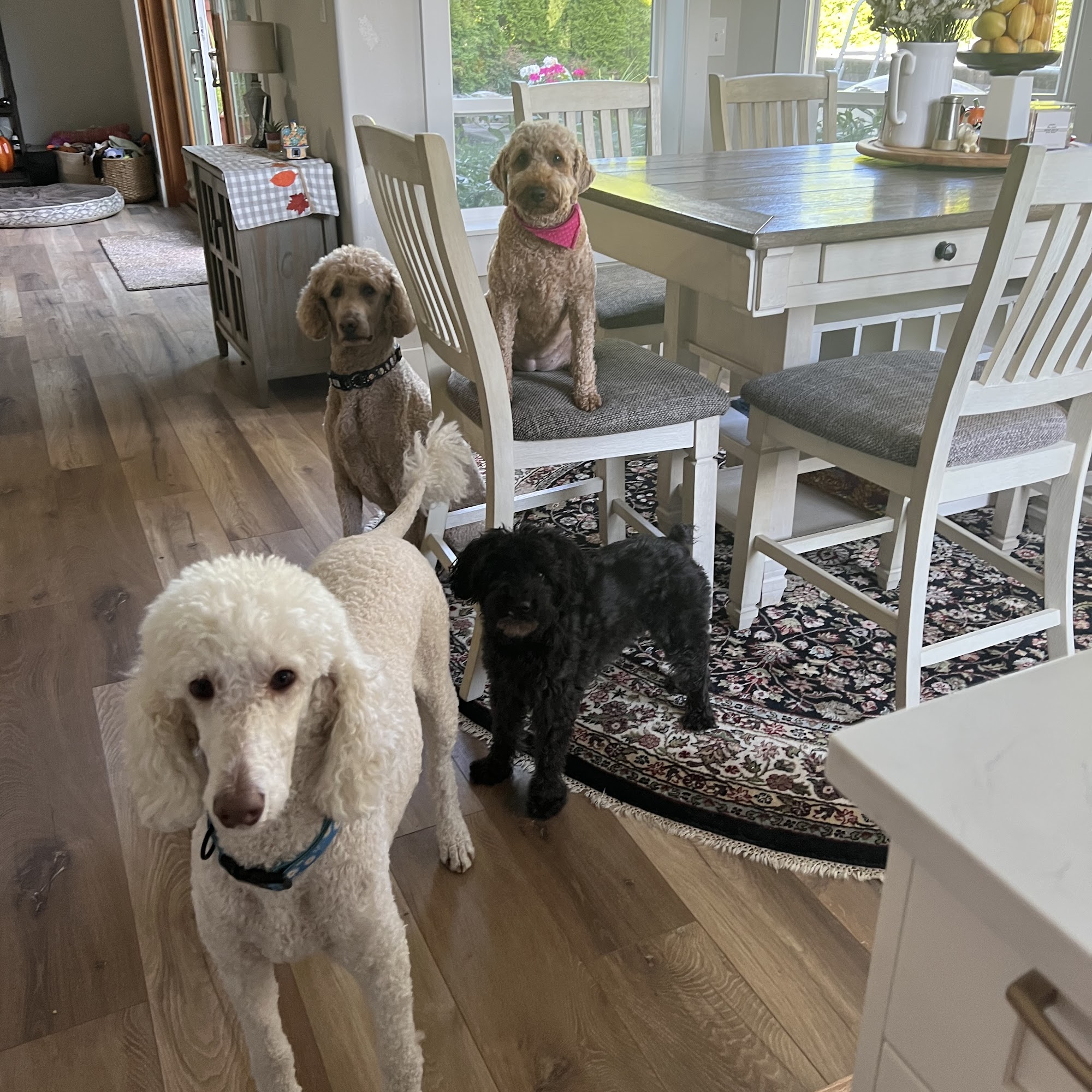 River Road Animal Hospital Puyallup