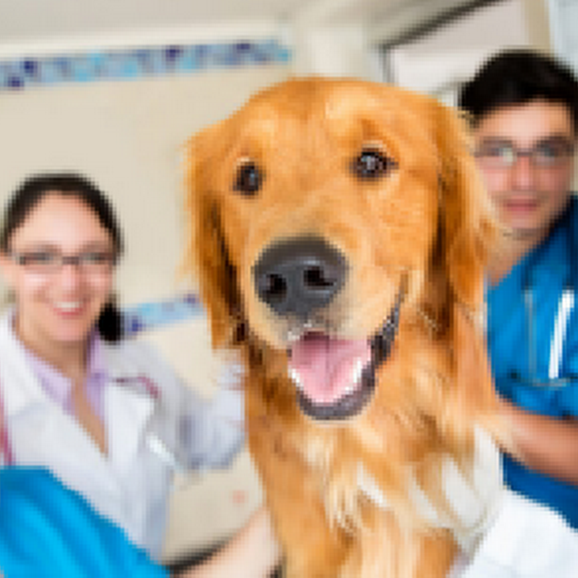 Puyallup Valley Veterinary Clinic Puyallup