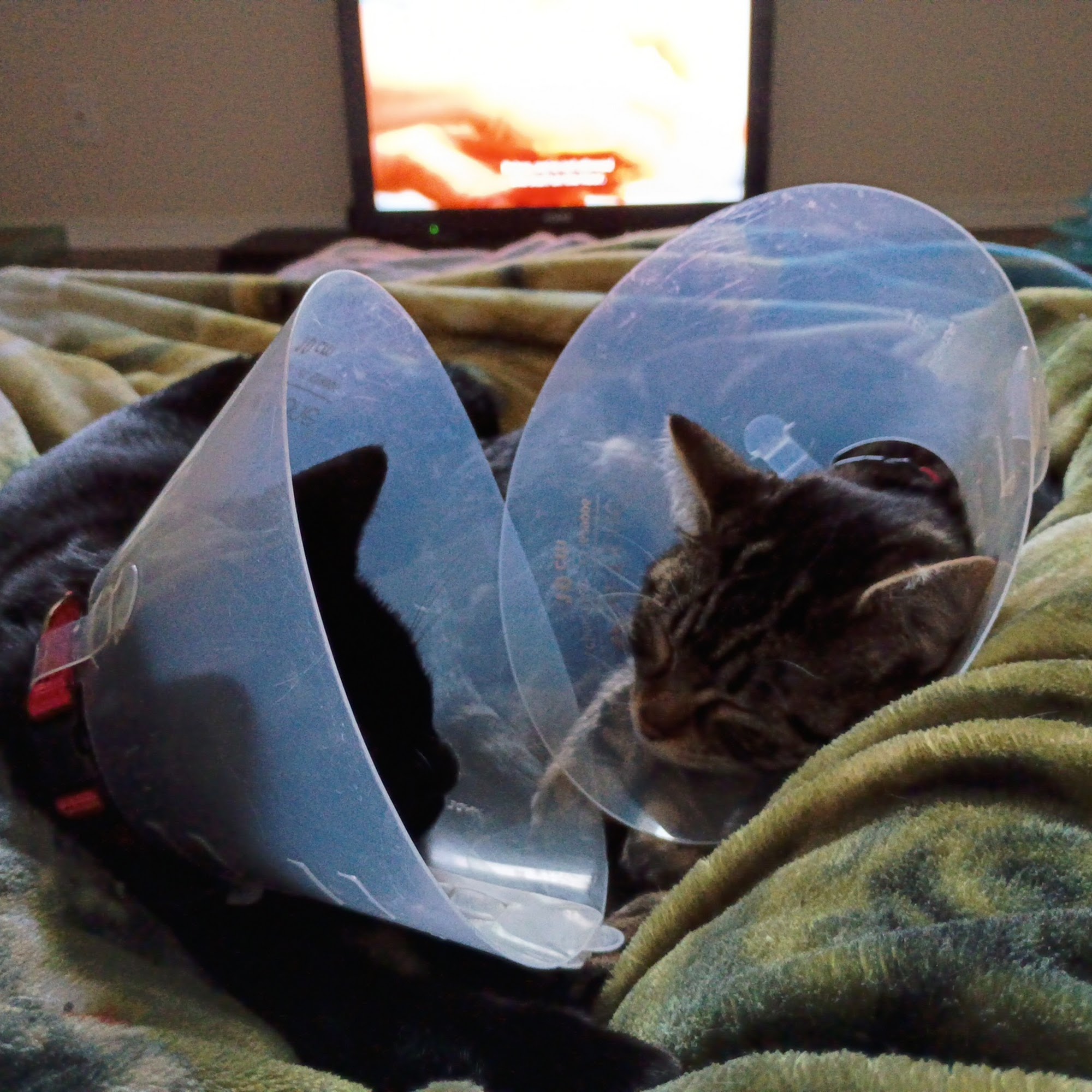 South Hill Veterinary Hospital Puyallup