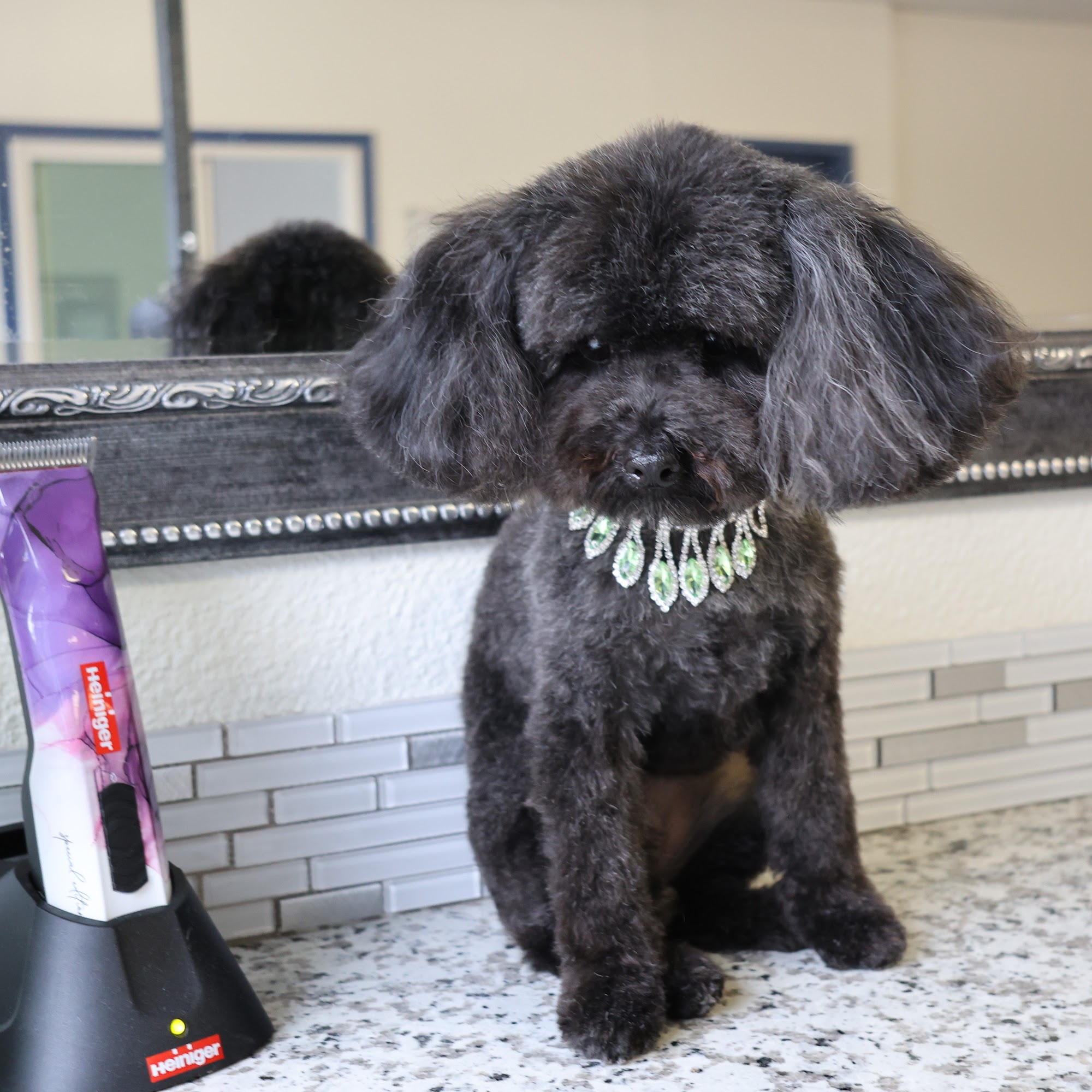 Grooming Angel Pet Salon Puyallup