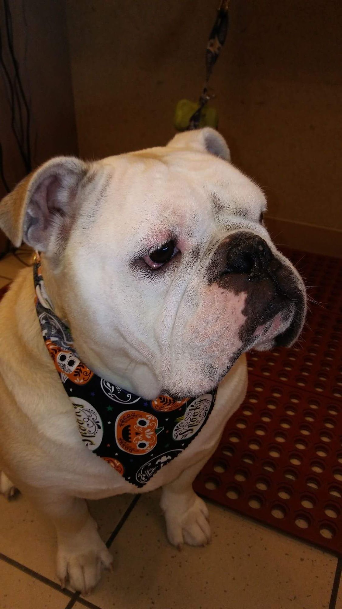 Spotted Dog Pet Grooming Puyallup