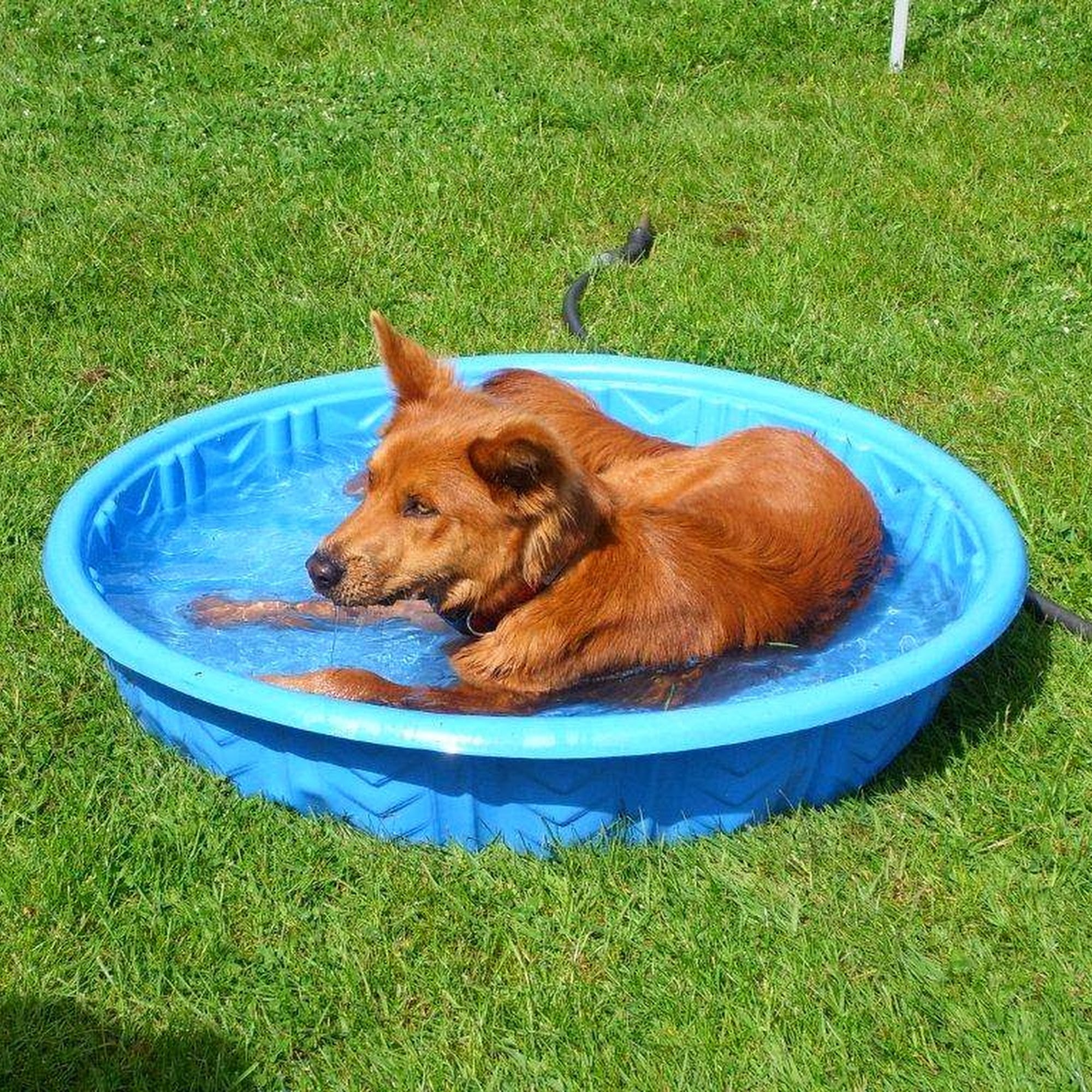 Manners Unleashed Puyallup