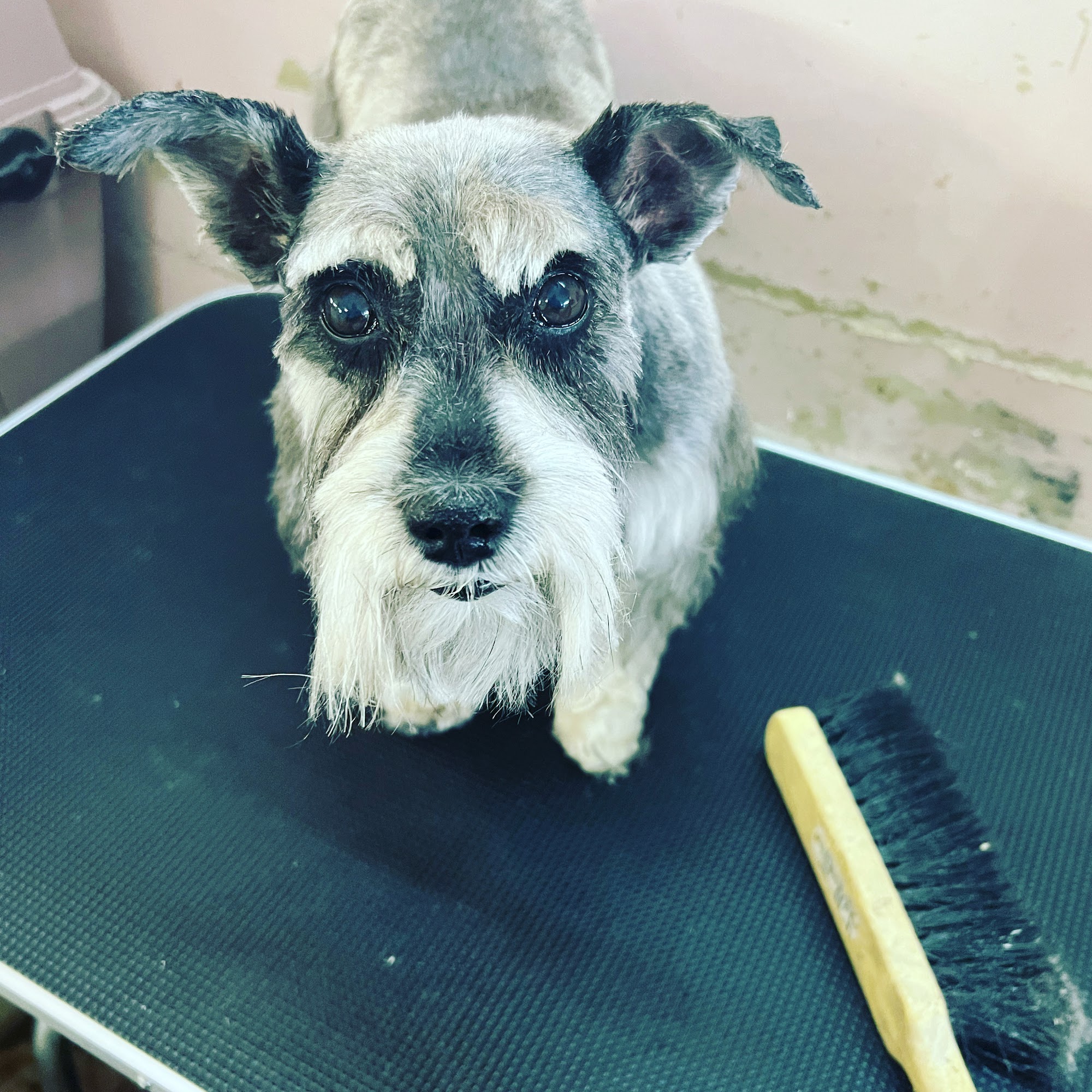 FourPawsPetSpaGrooming Puyallup