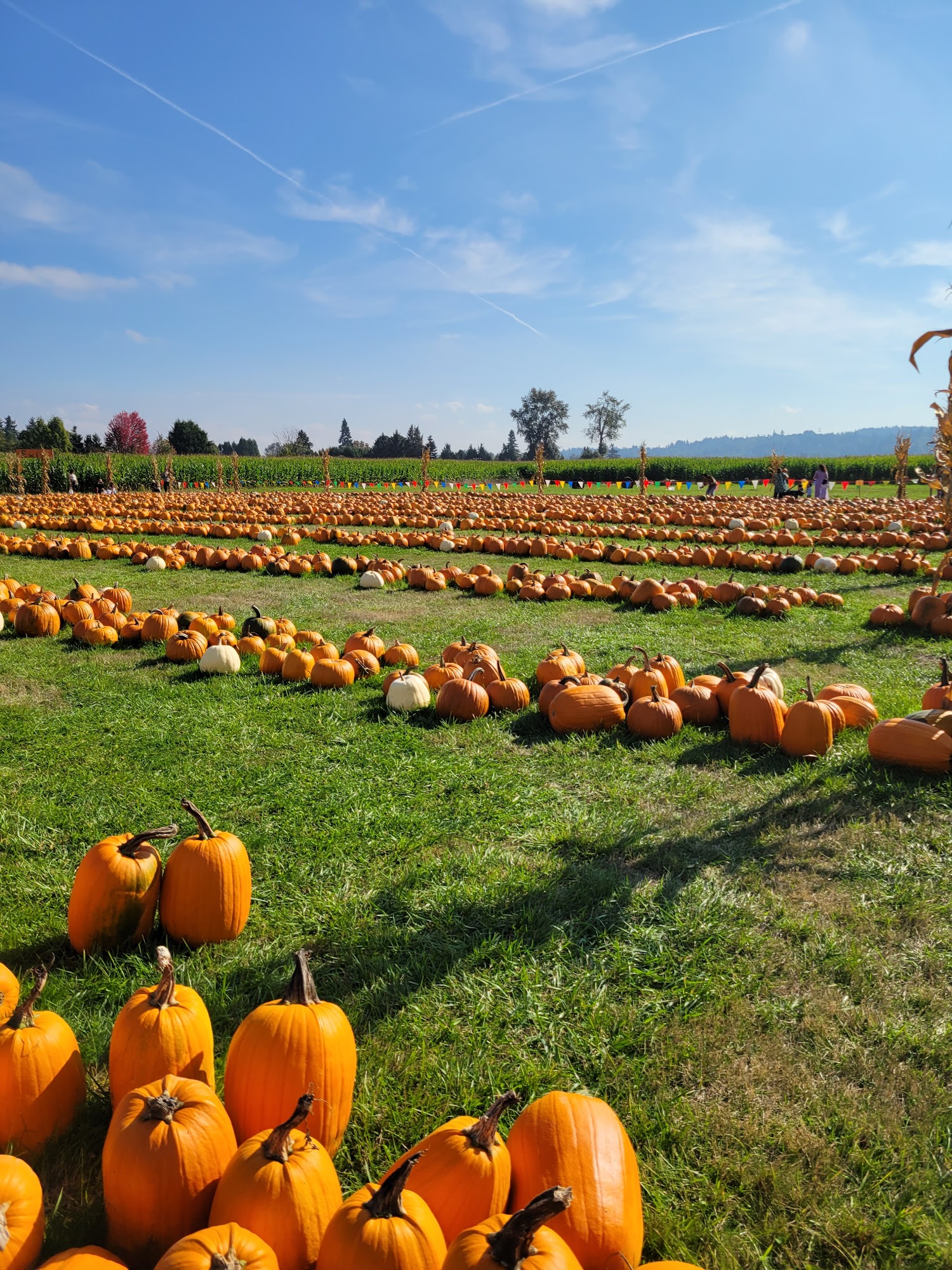 Double R Farms Puyallup