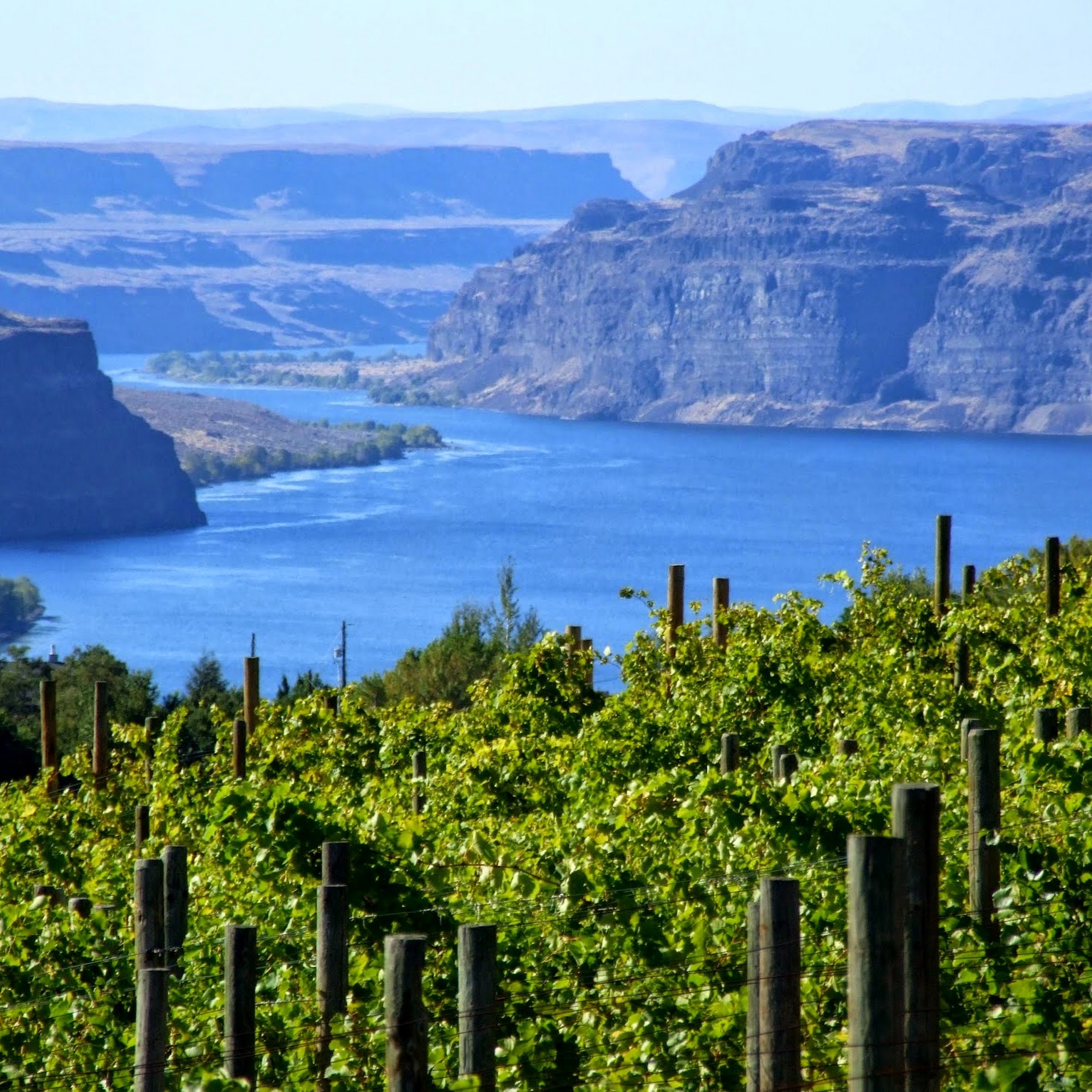 White Heron Cellars Quincy