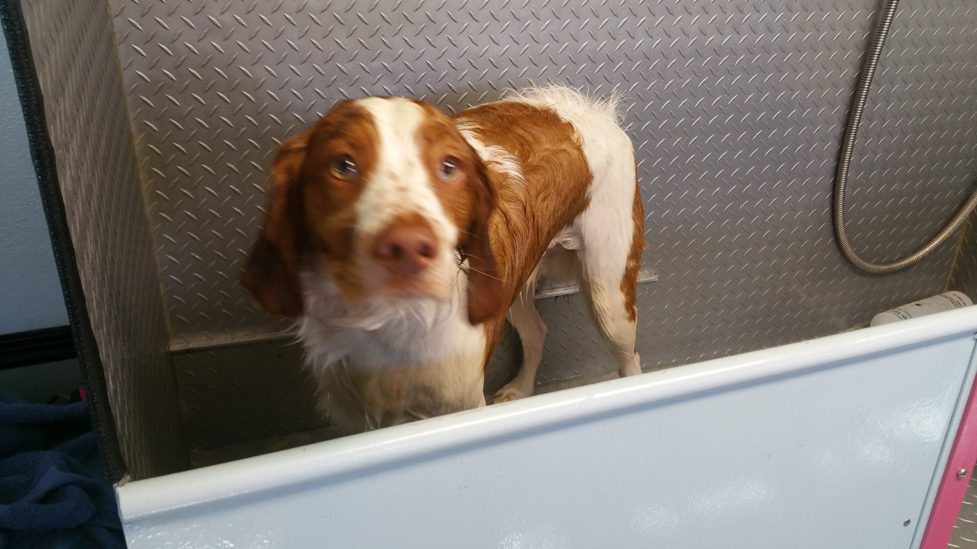 Poochie Do's Dog Grooming Salon Quincy