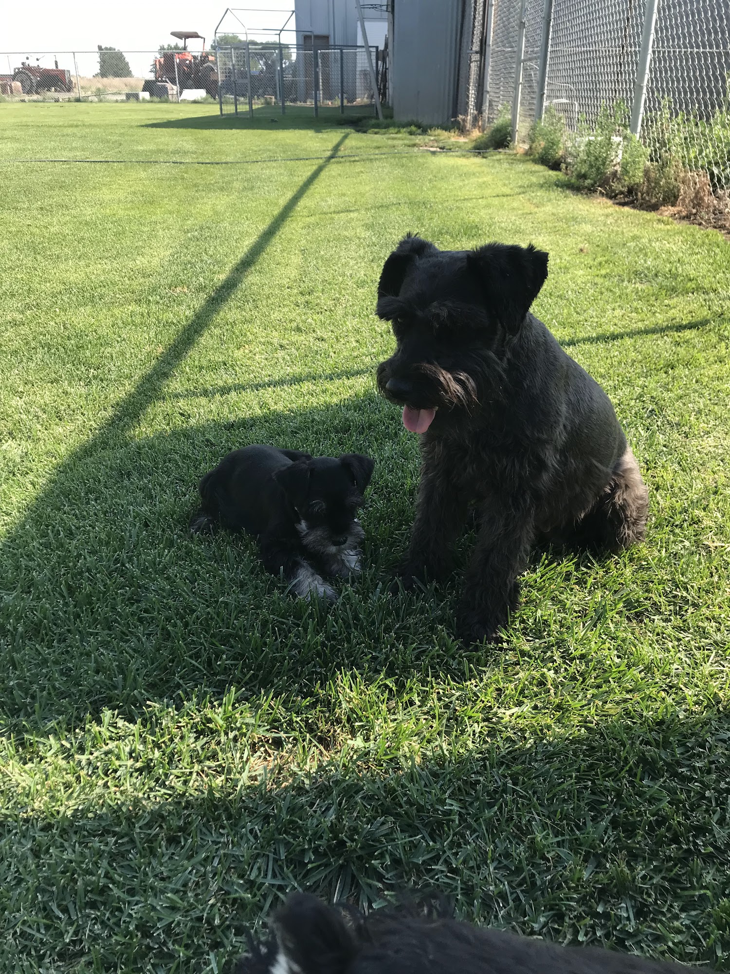 wilson's akc mini schnauzers Quincy