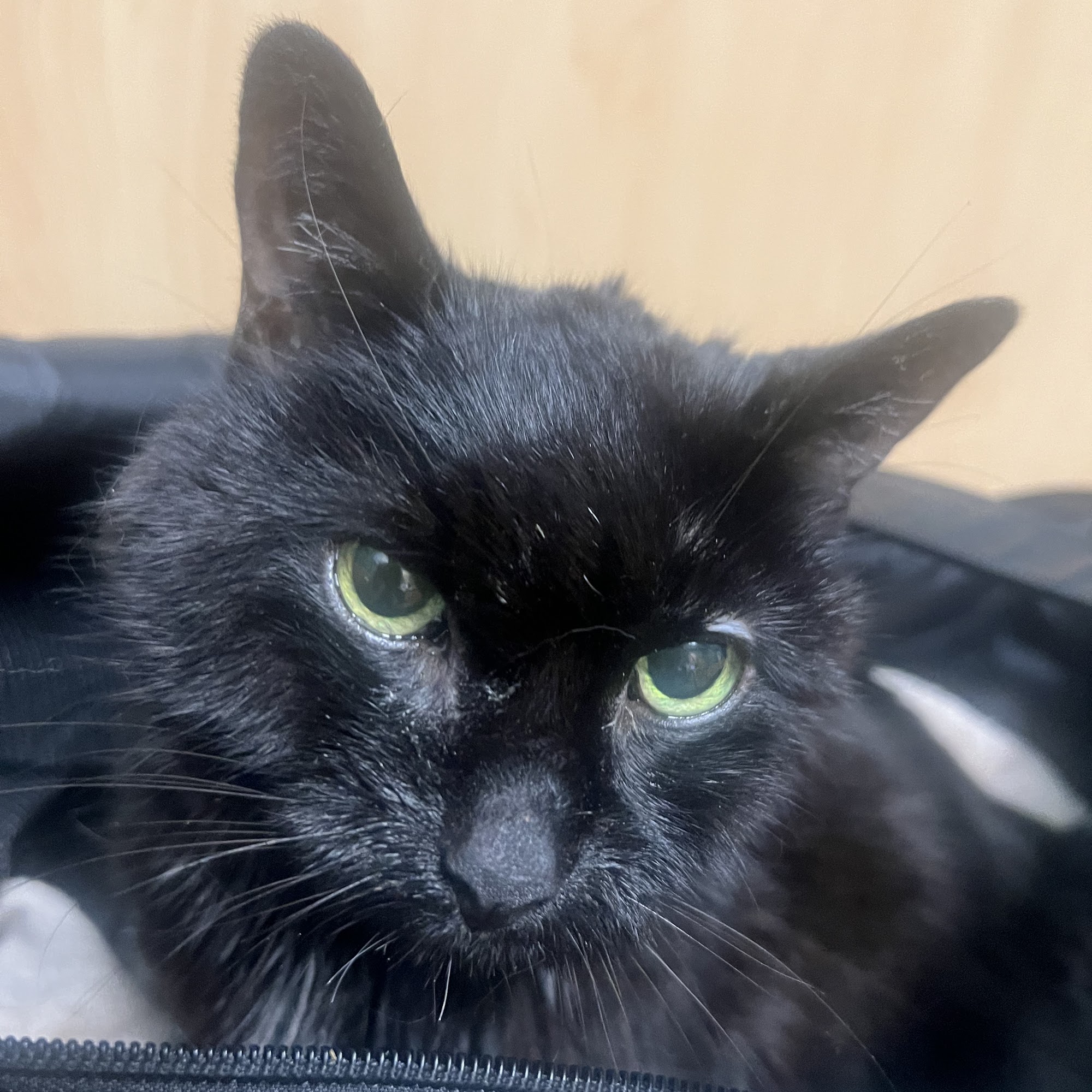 Northwest Veterinary Surgical Services Raymond