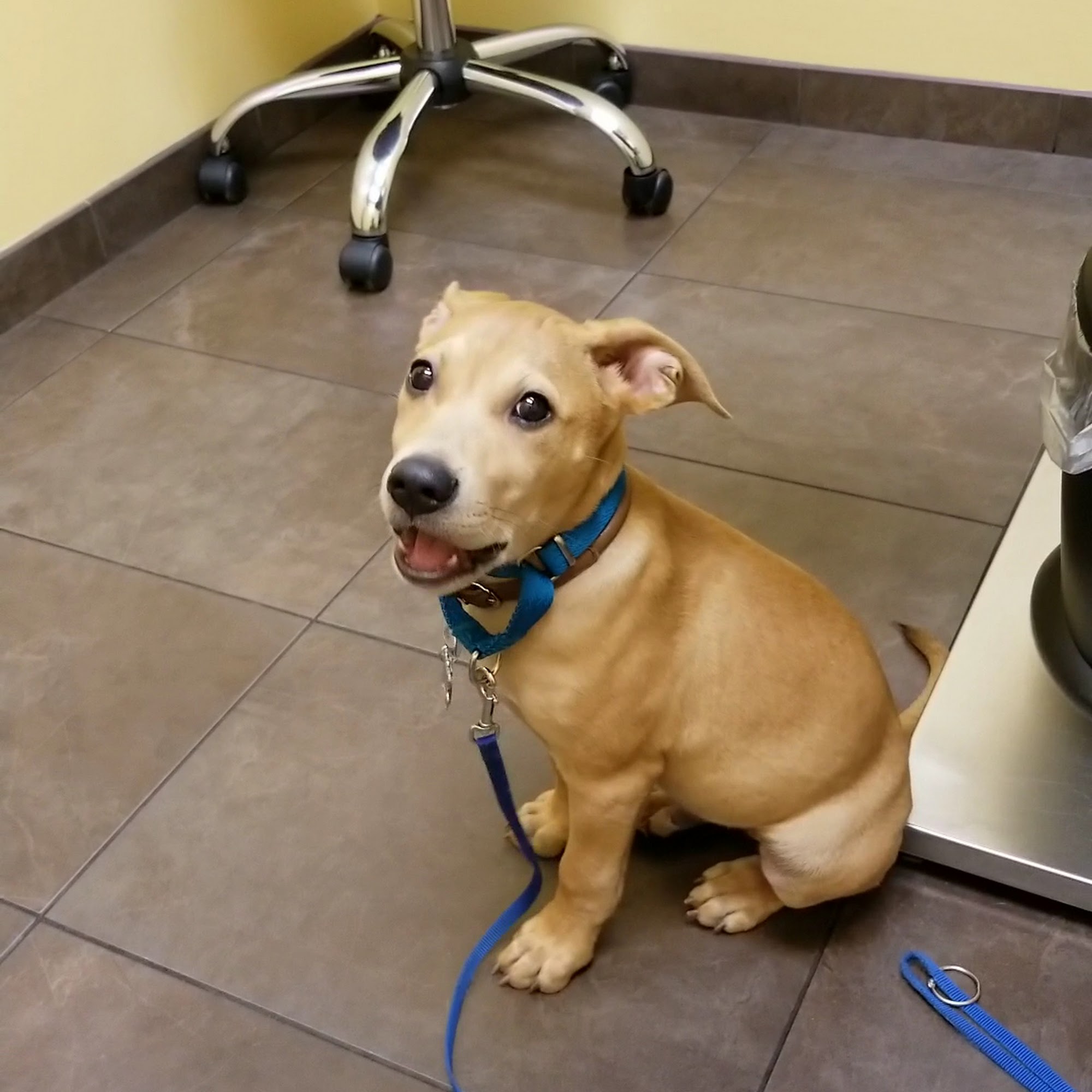 Loyal Companion Animal Care Redmond