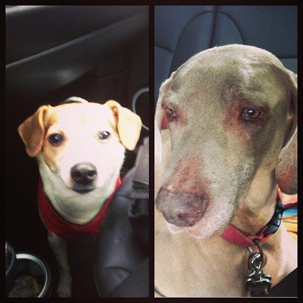 Doggie Daycare Redmond