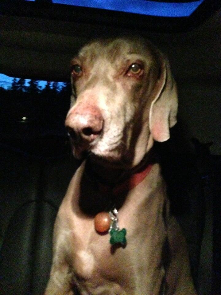 Canine Behavior Center Inc Redmond