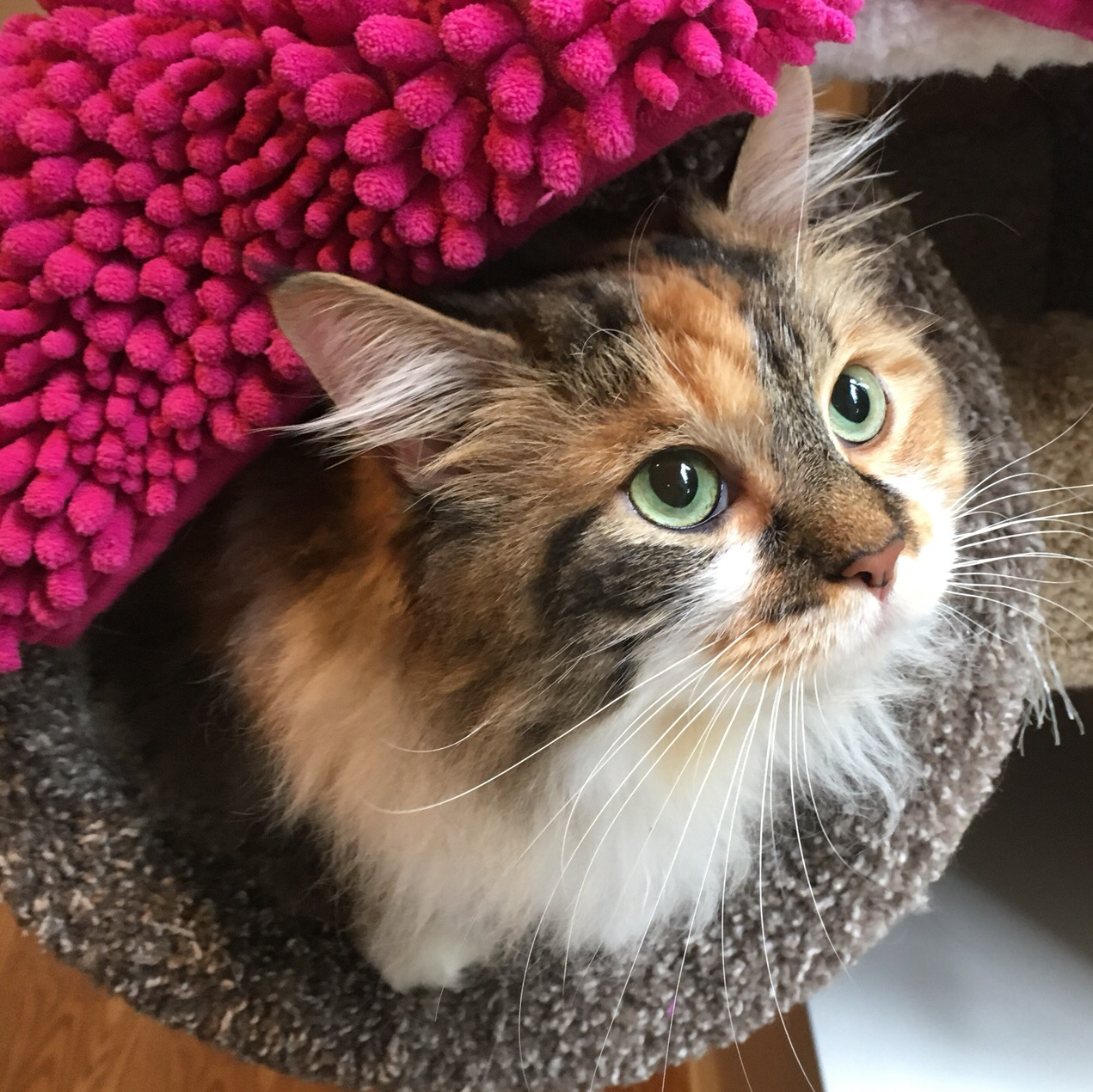 Snuggles Inn Kitty Hotel Redmond