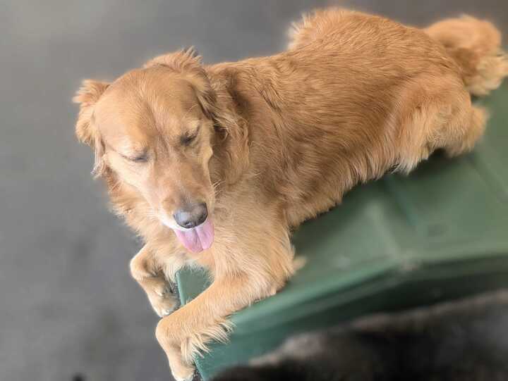 Dogtopia of Redmond Redmond