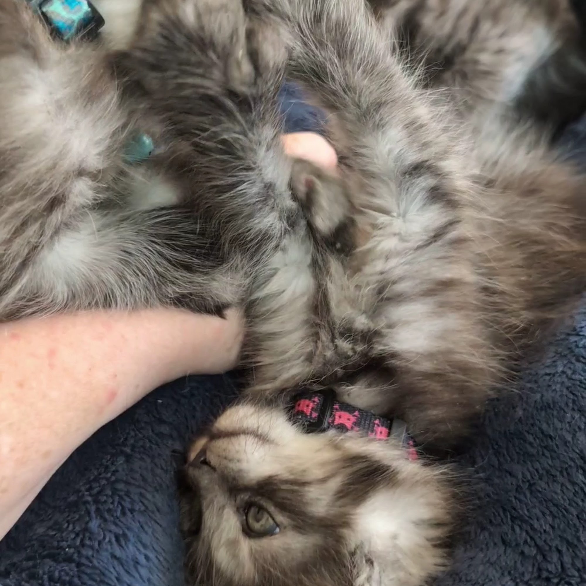 Pacific Heights Veterinary Hospital Renton