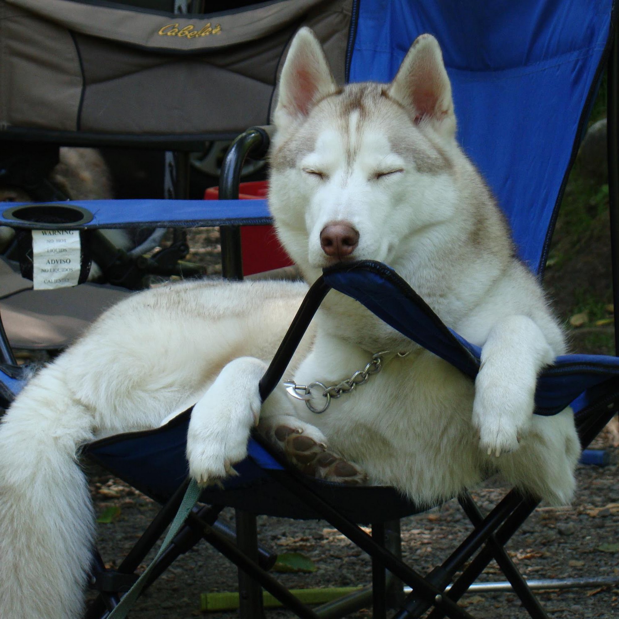 Cedar River Animal Hospital Renton