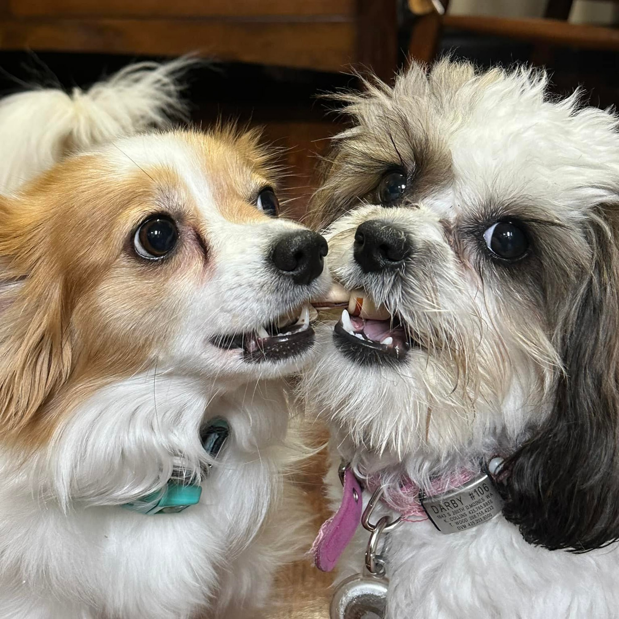 Animal Health Care Center Renton