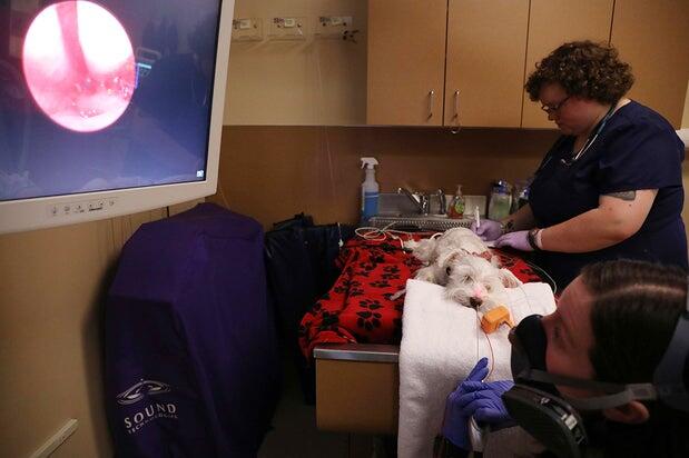 BluePearl Pet Hospital Renton