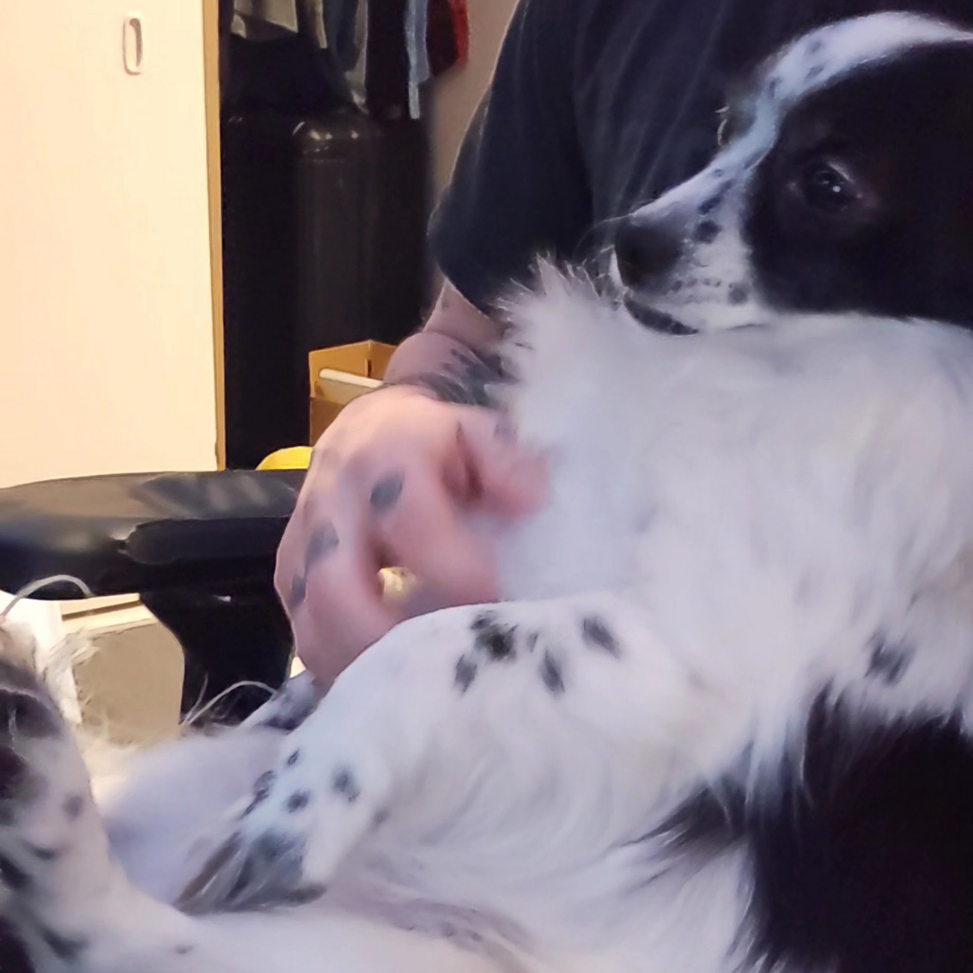 Renton West Veterinary Hospital Renton