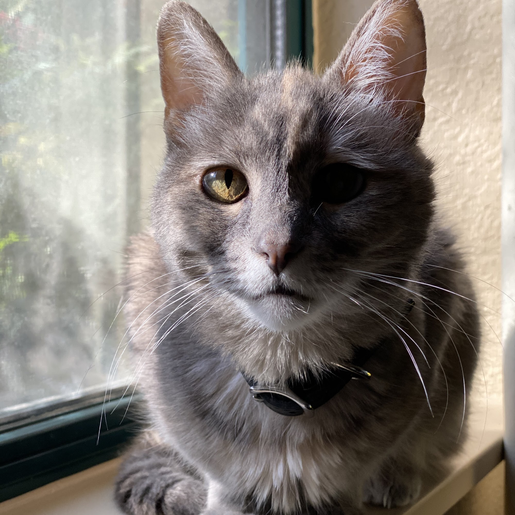 Spring Glen Veterinary Renton