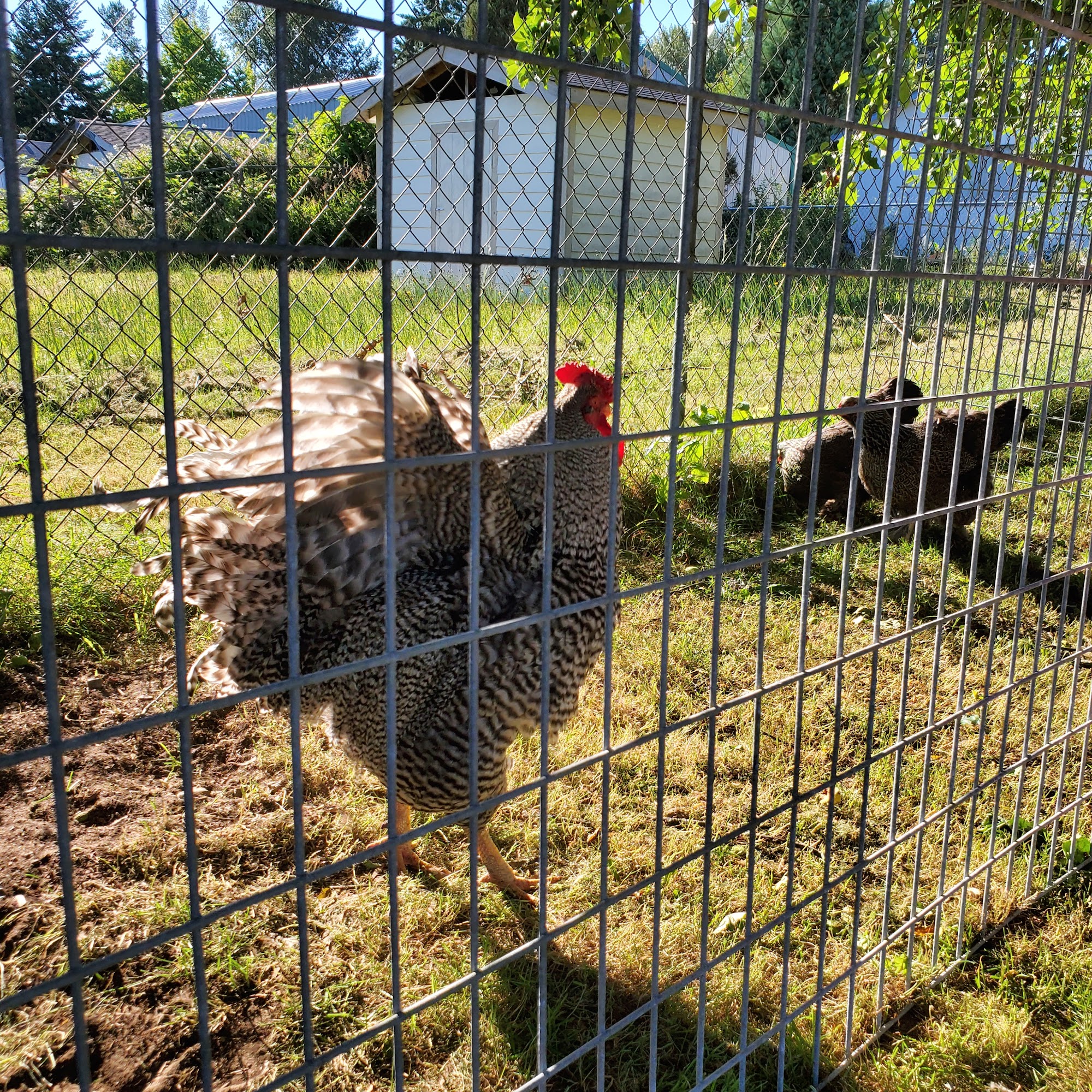 Keppler Feed and Recycling Renton