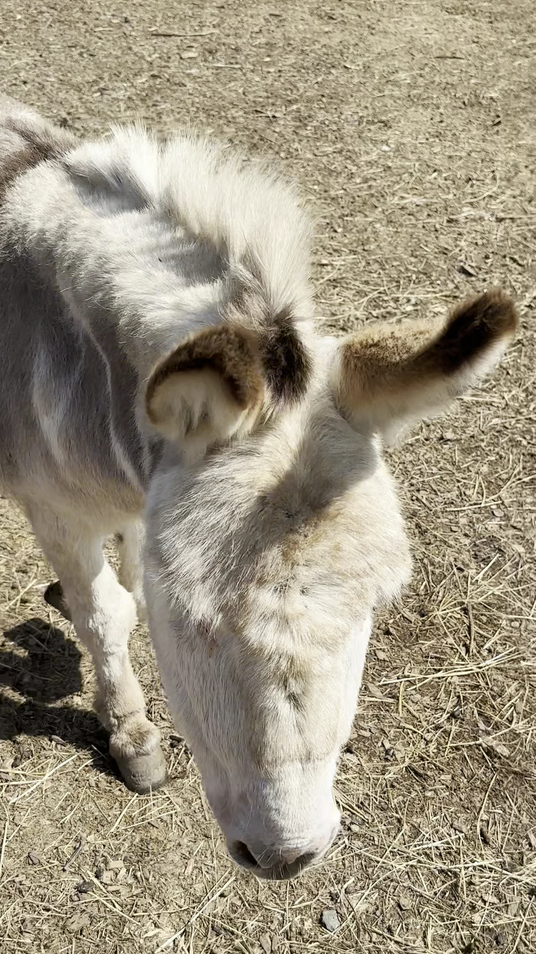 Sammamish Animal Sanctuary Renton