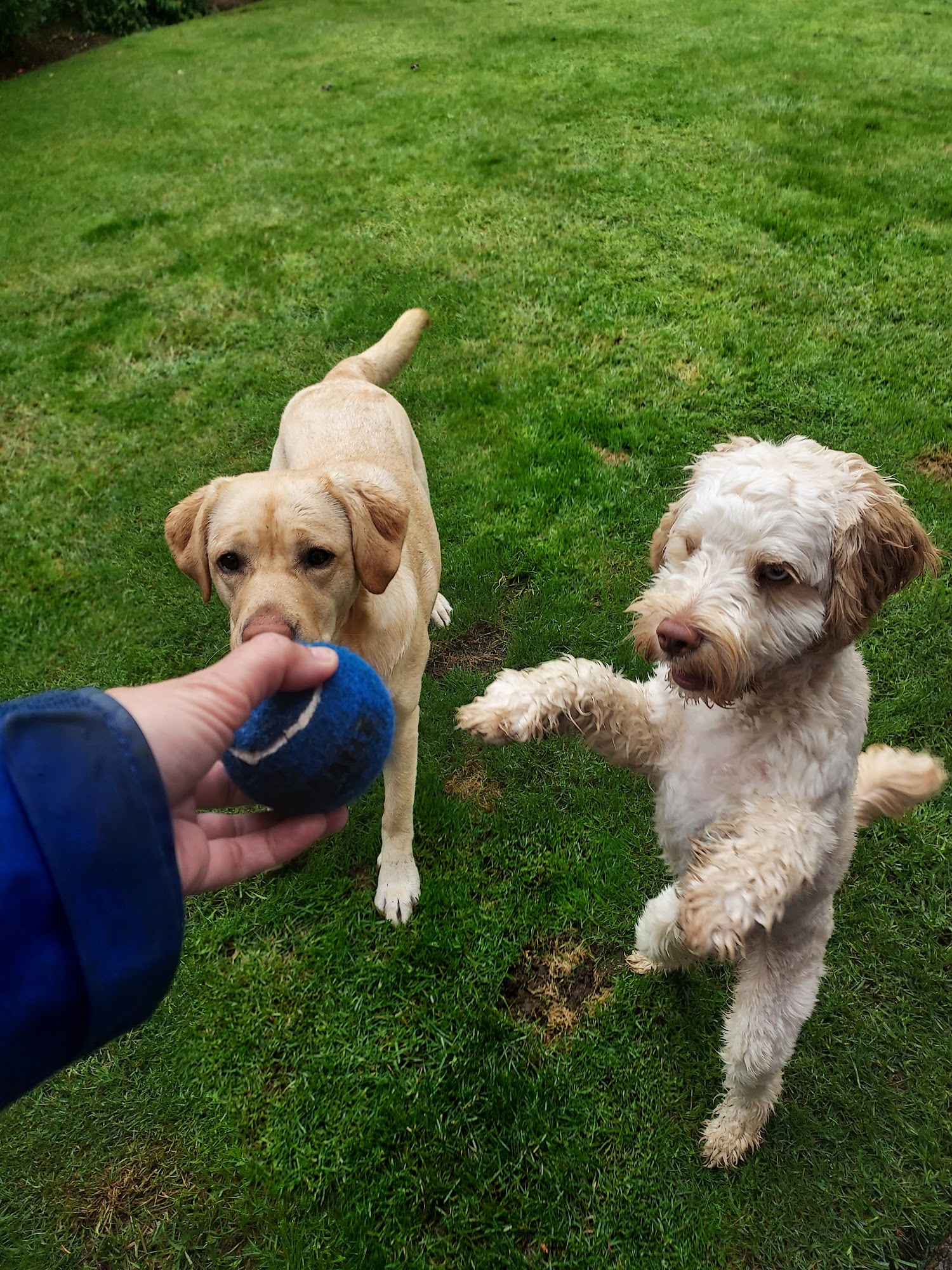 Fur Face Pet Care, LLC. Renton