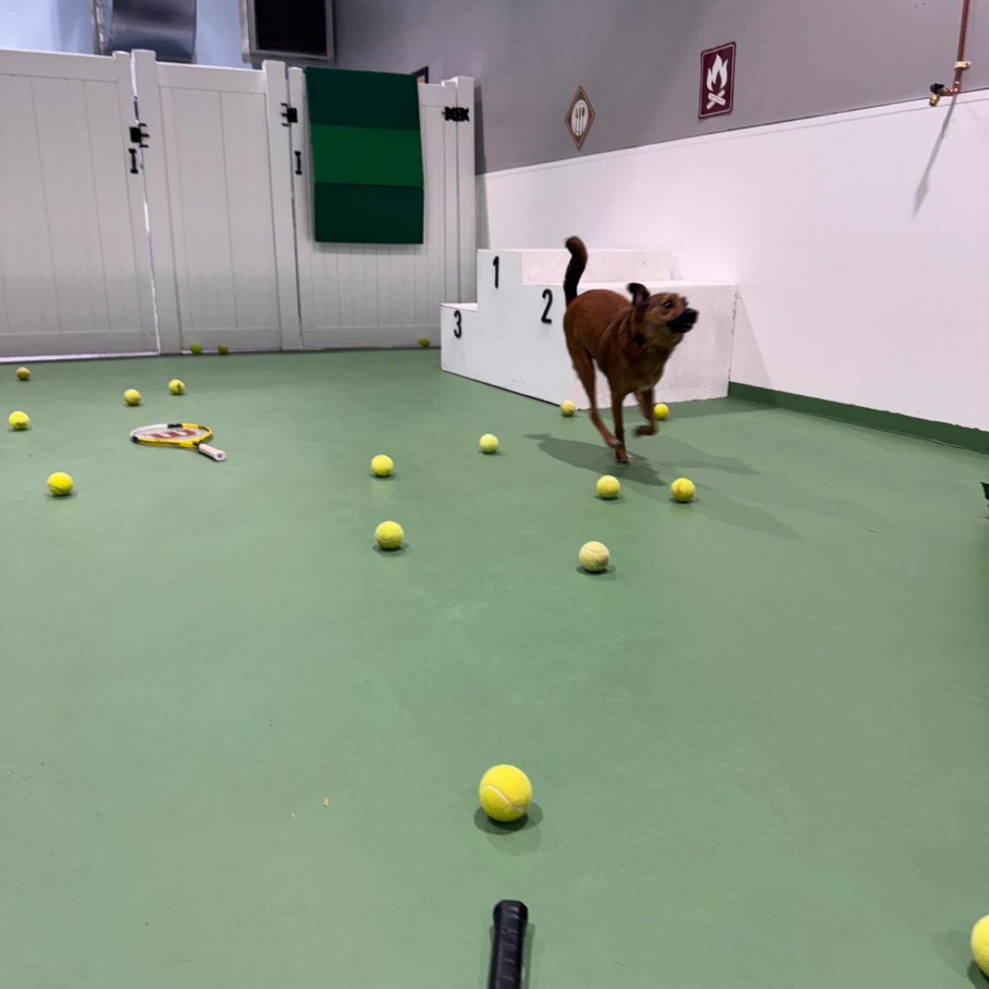 Rainier Dog Resort & Spa, LLC Renton