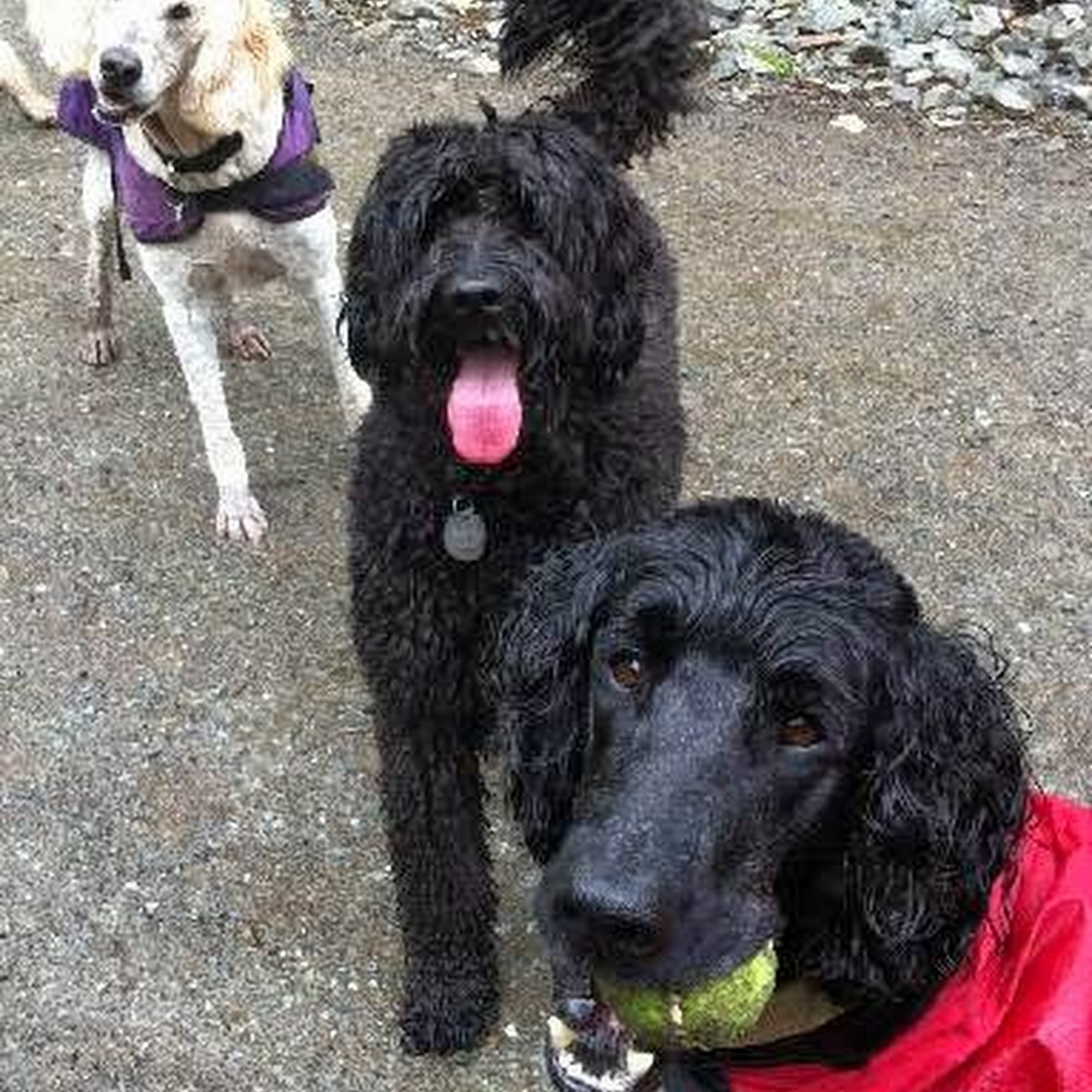 Le Pet Concierge Renton