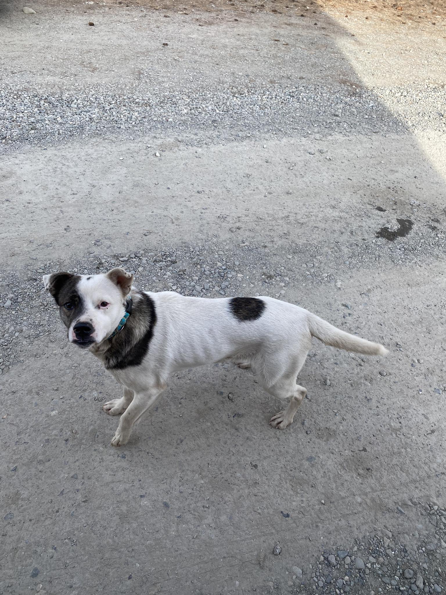 Sanpoil Espresso Republic