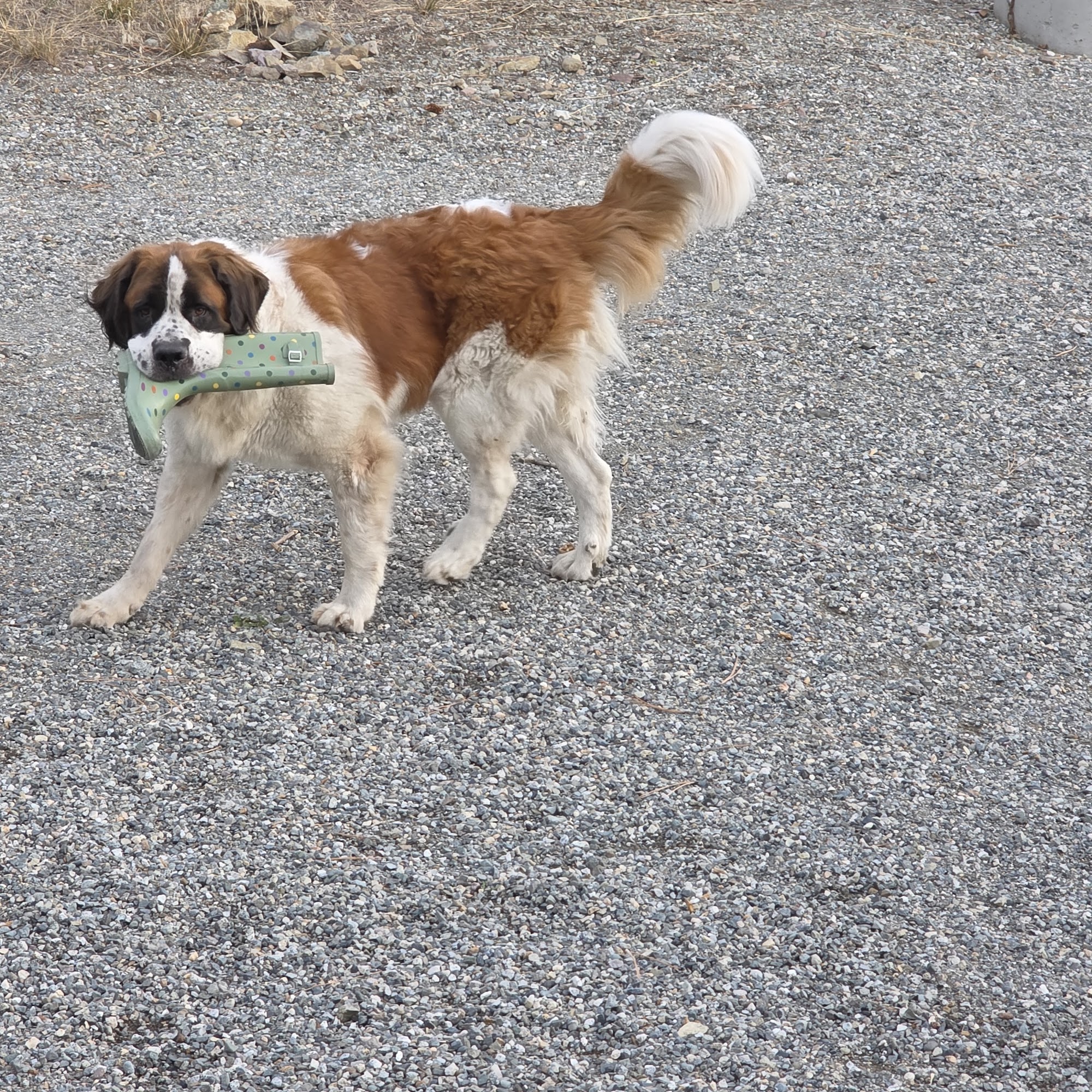 All Creatures Veterinary Services Republic