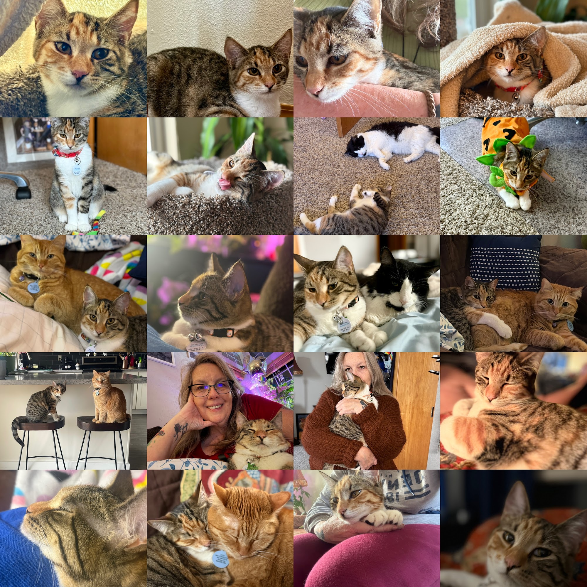 Forget Me Not Animal Shelter Republic