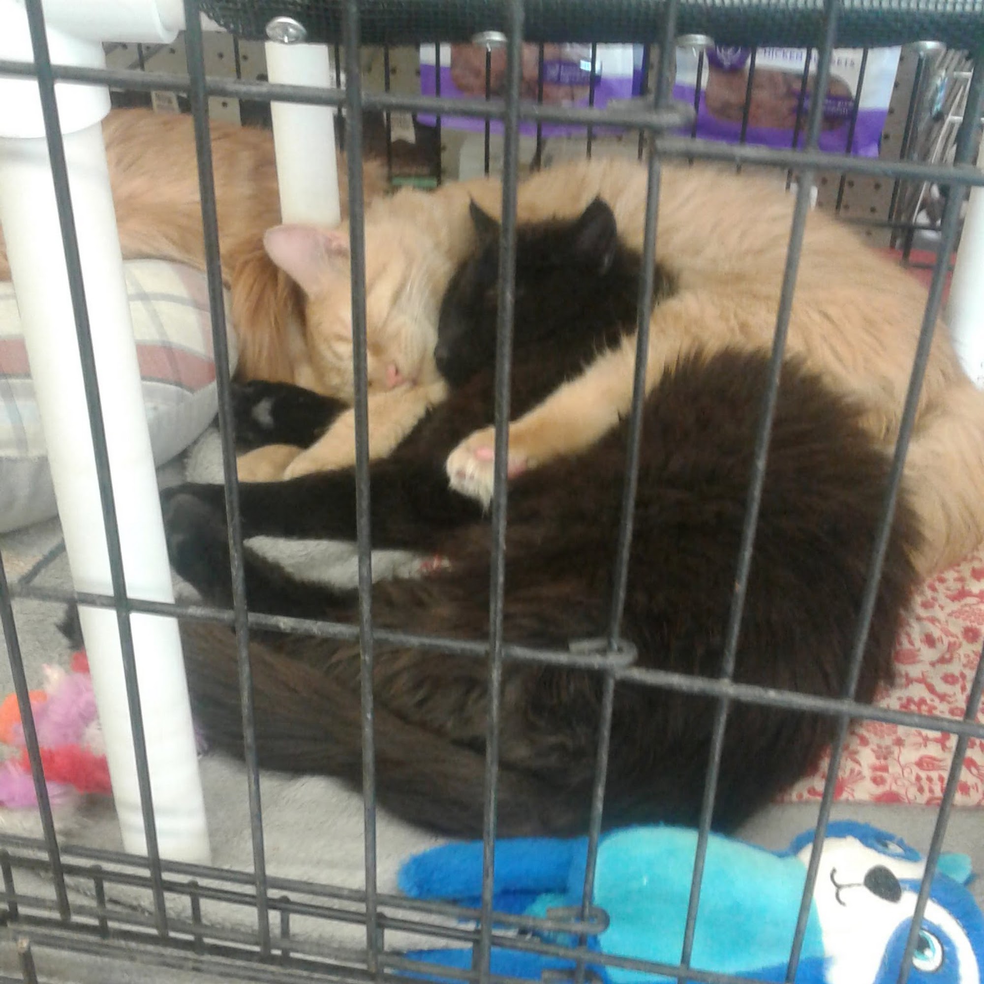 Petco Richland
