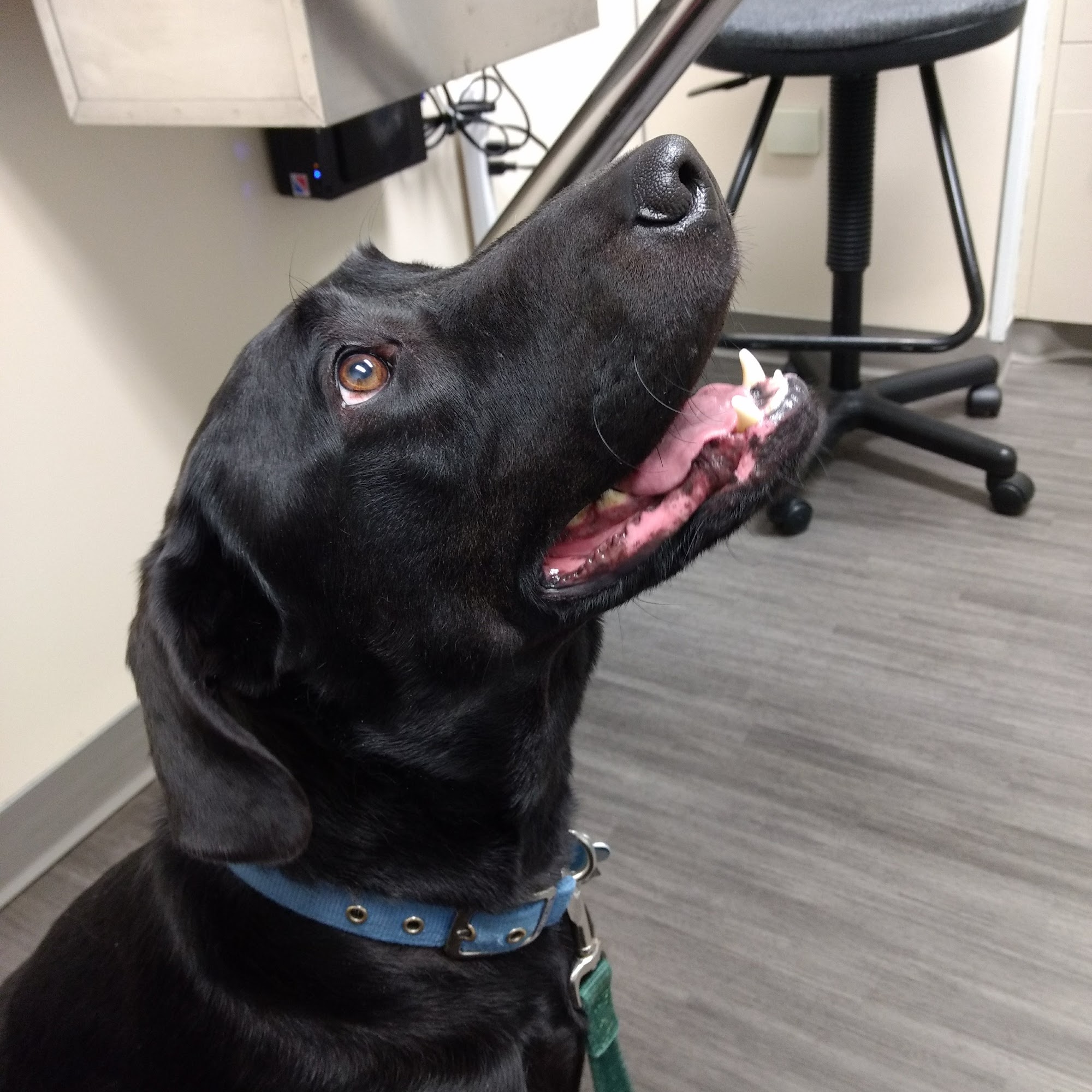 Desert Veterinary Clinic Richland