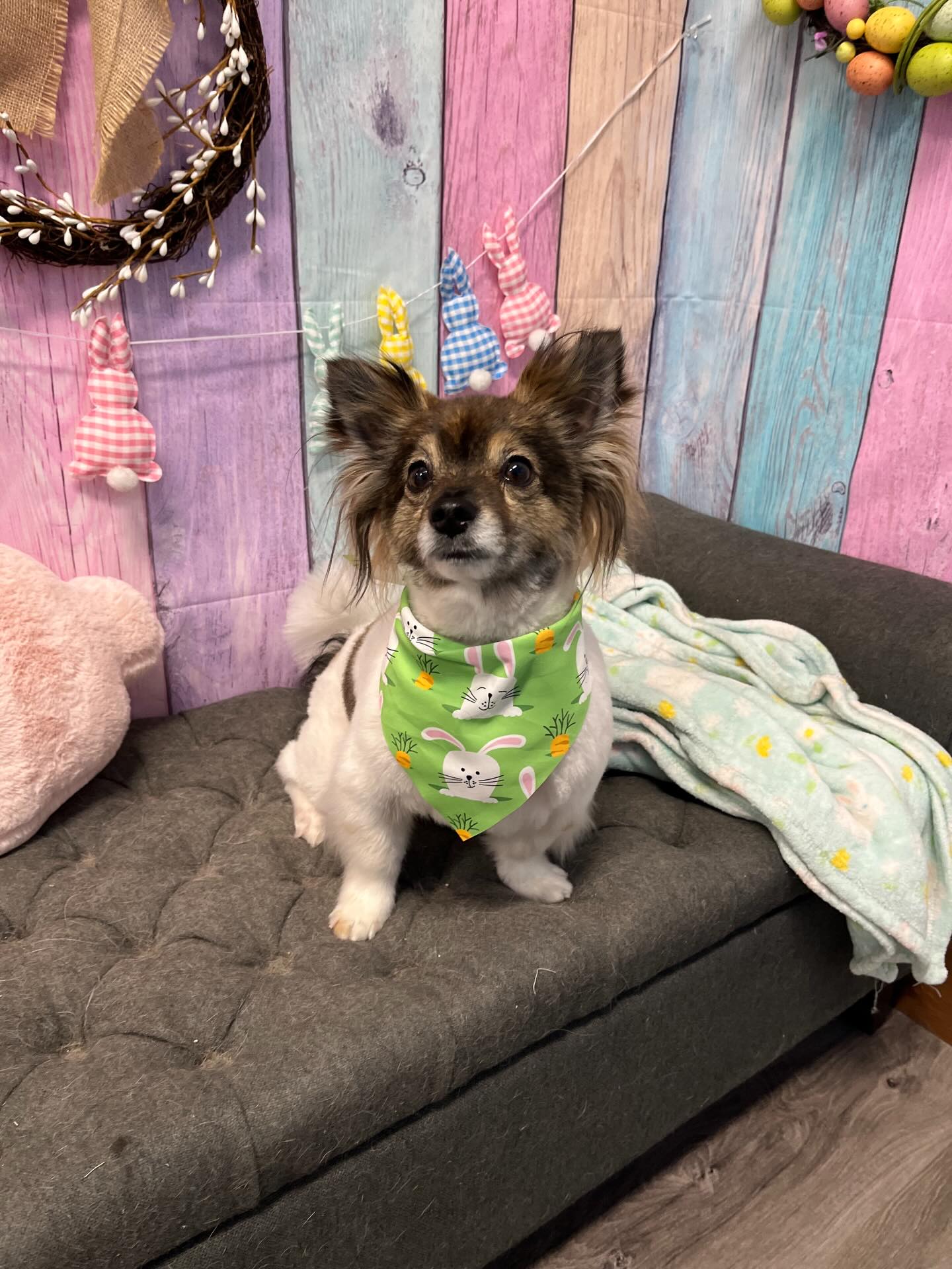 Doggie Details Pet Grooming Richland