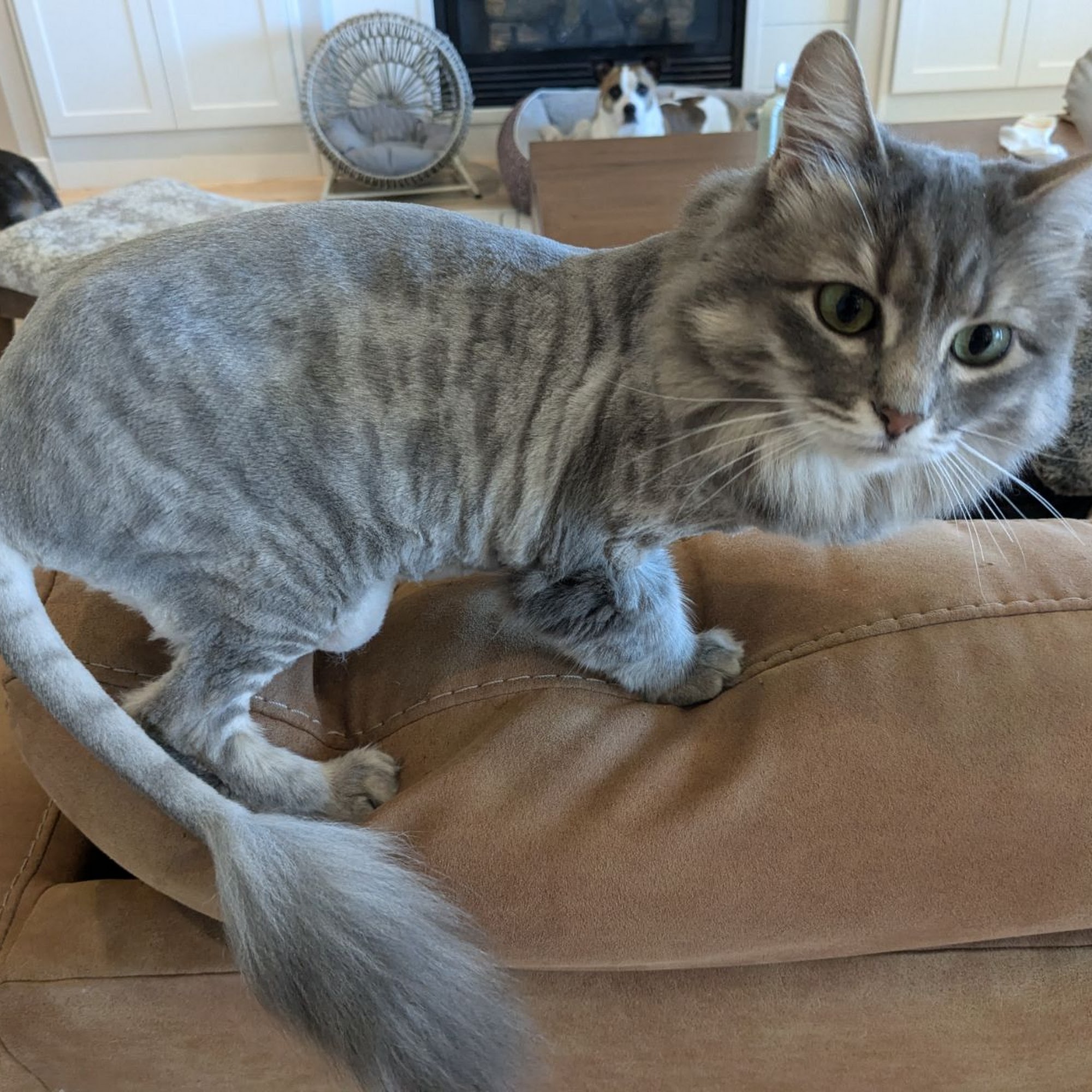 Shed Happens Richland